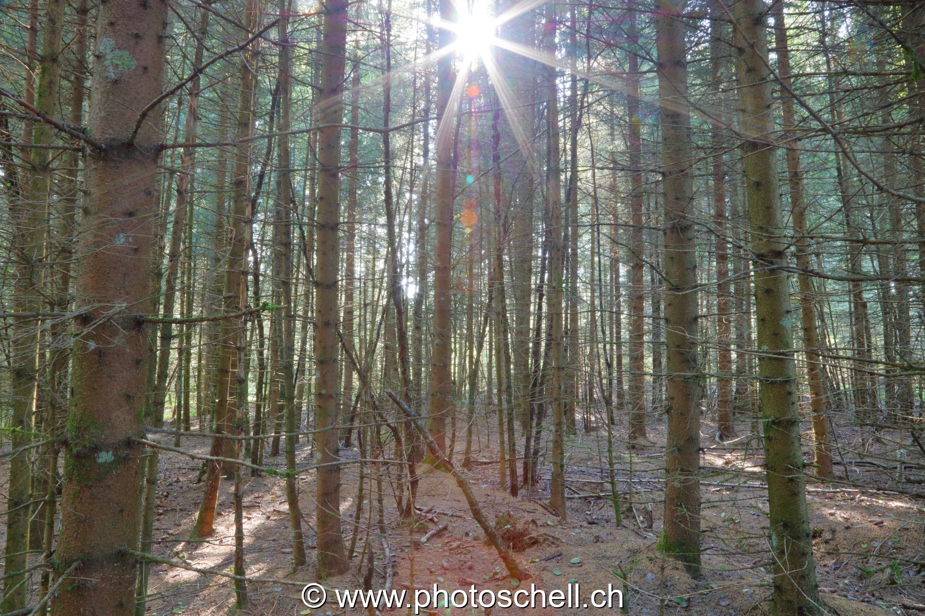 Soleil dans une forêt de sapins