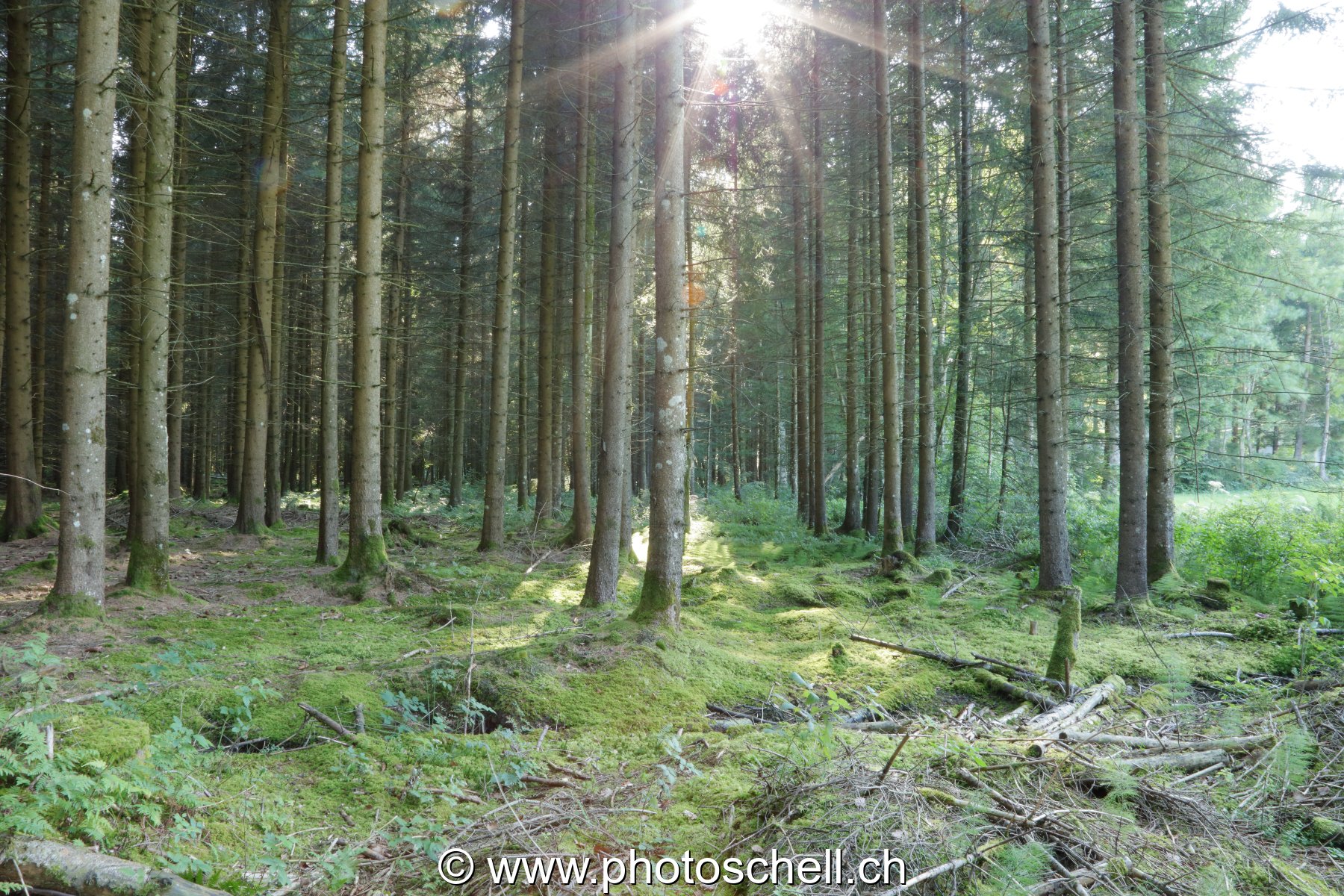 Soleil dans une forêt de sapins