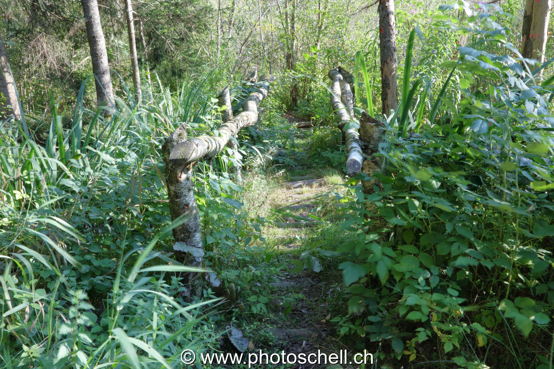 Vieux pont en bois aux tourbières