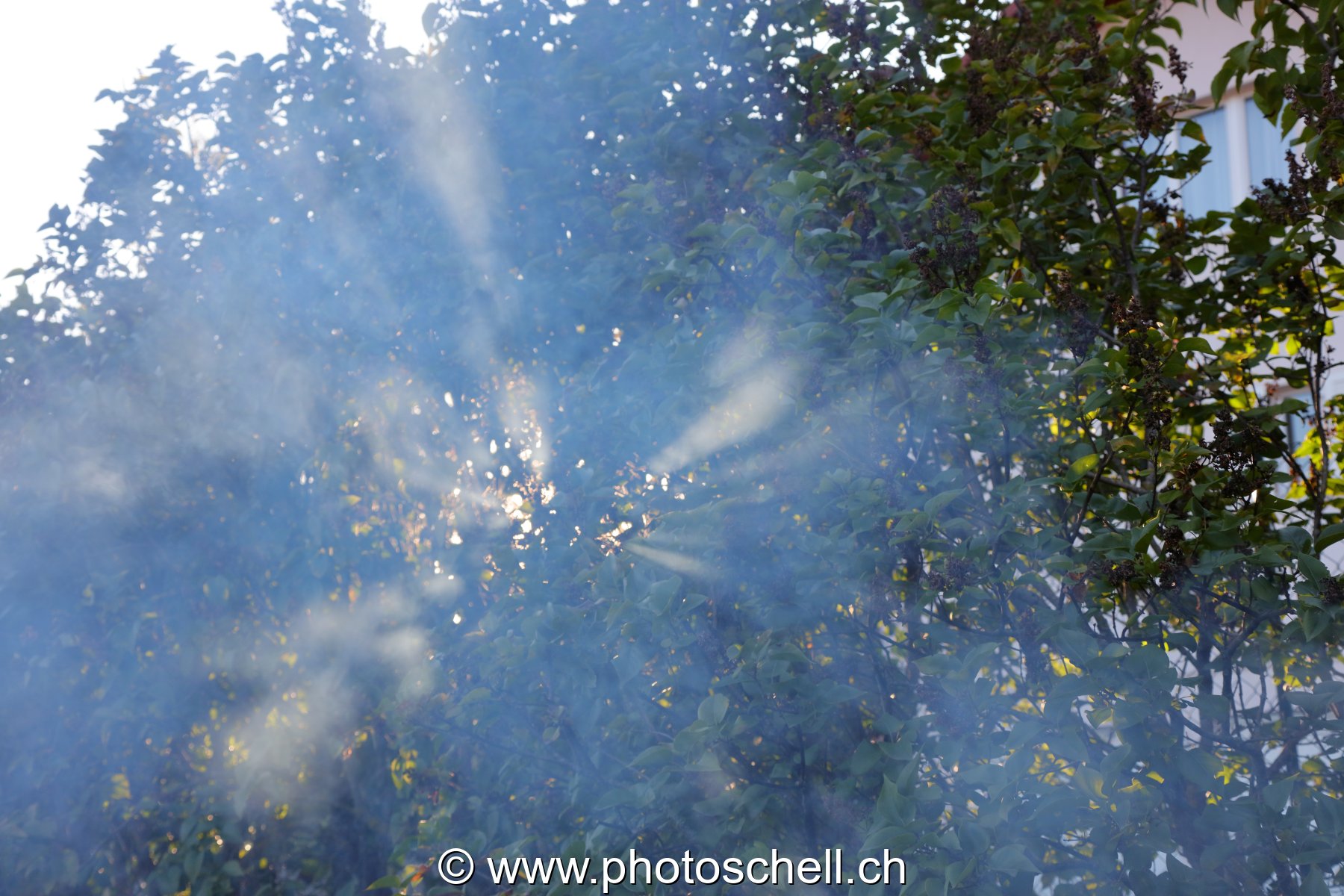 Le soleil filtre entre les branches