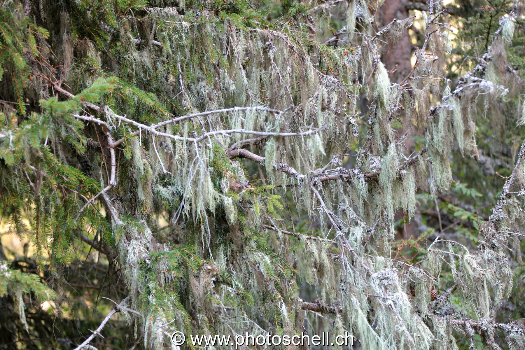Lichen en fils