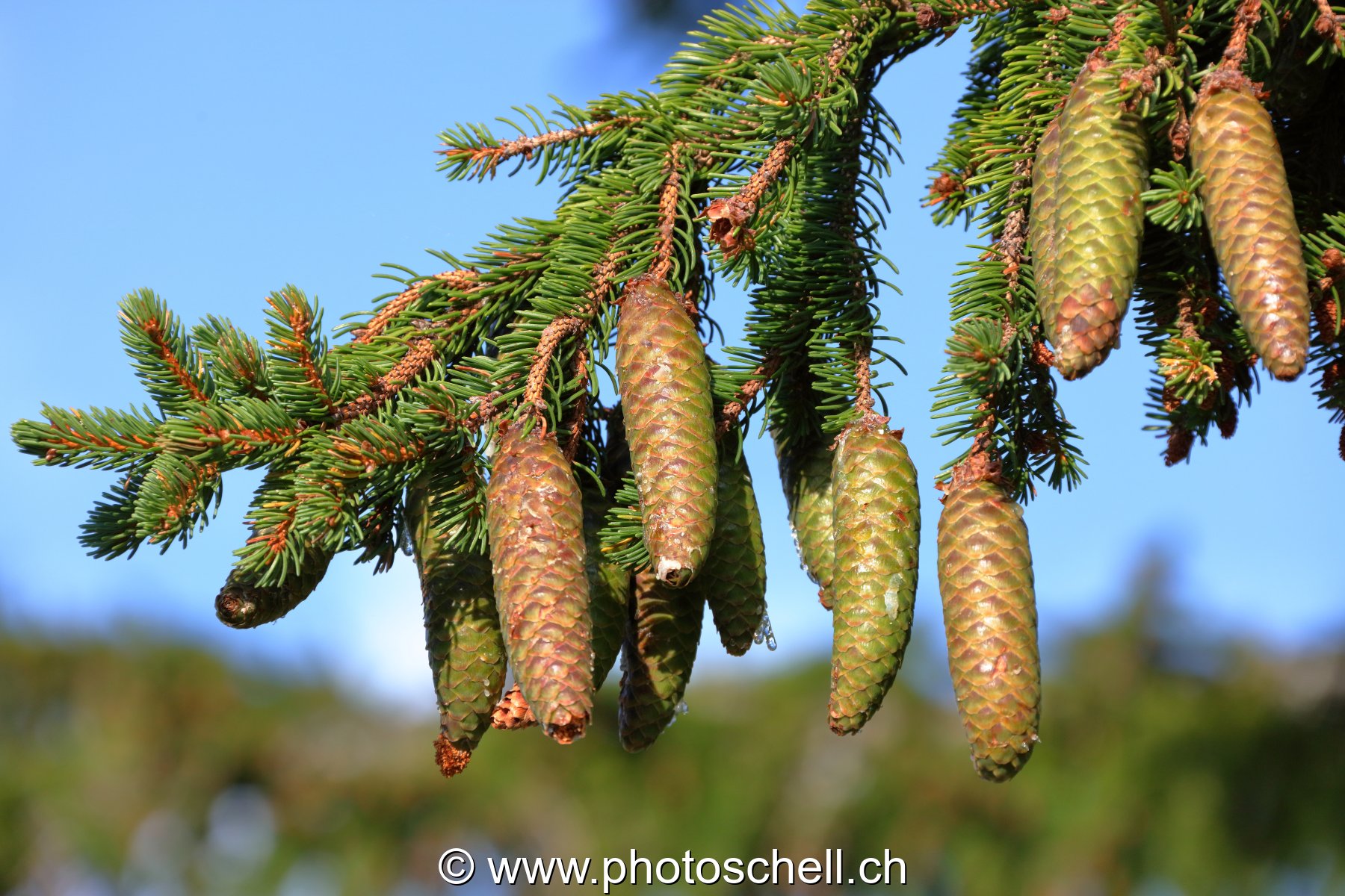 Pommes de pins vertes