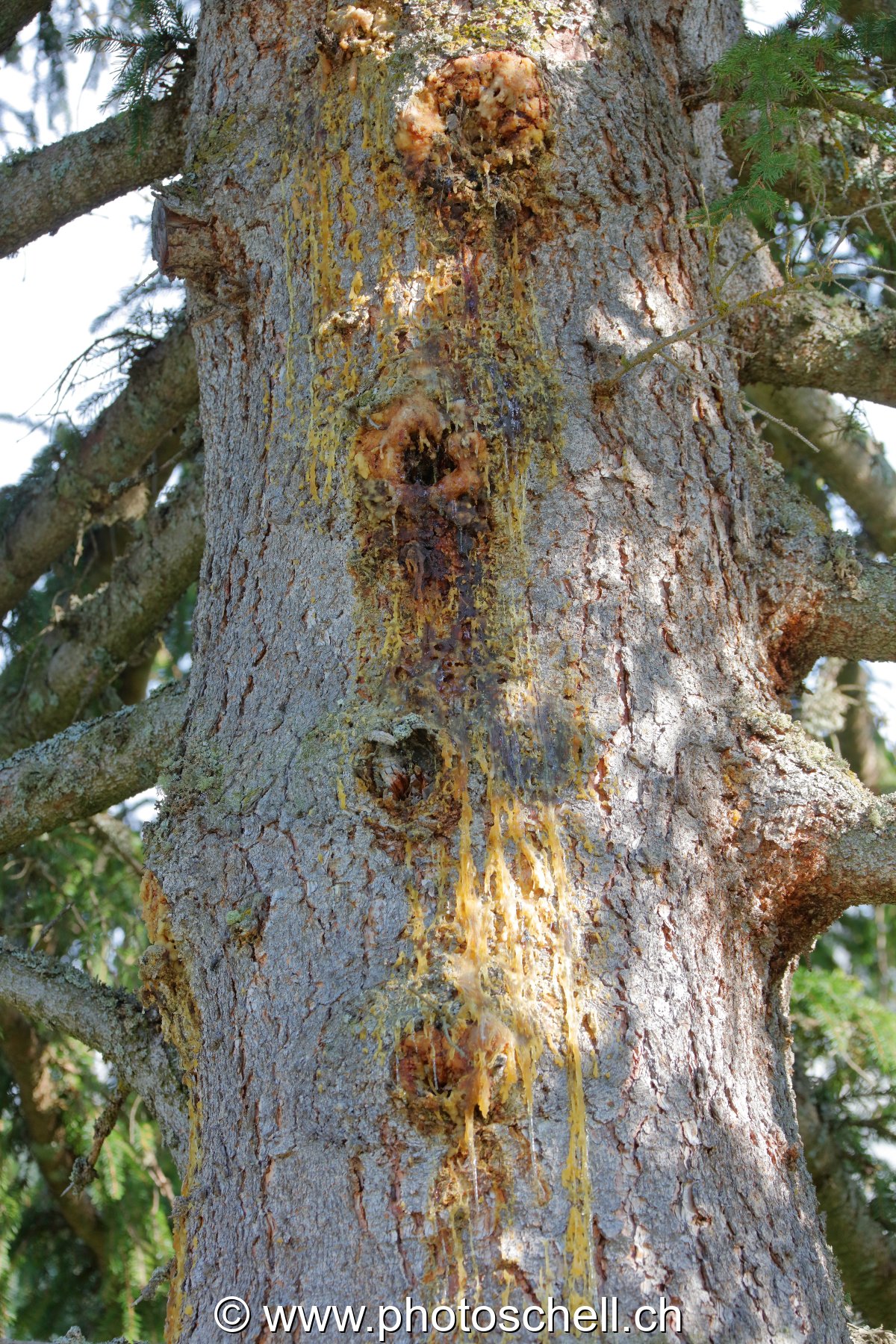 Coulures de sève sur un sapin