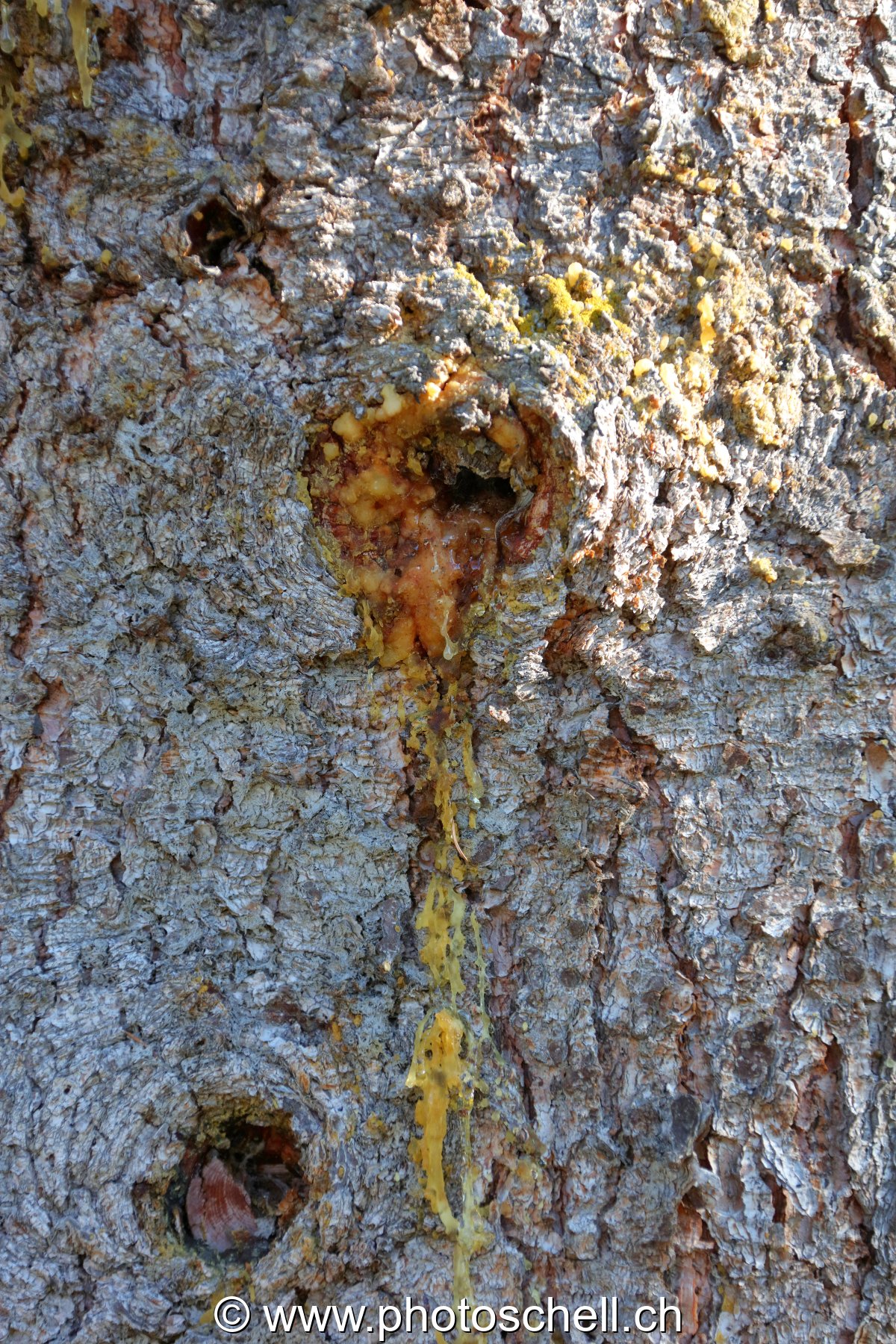 Coulures de sève sur un sapin