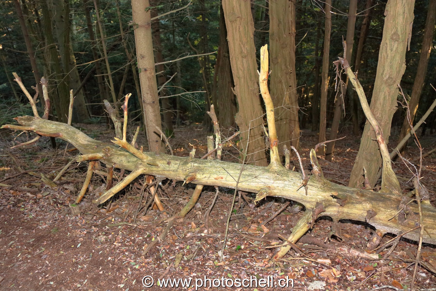 Arbre mort