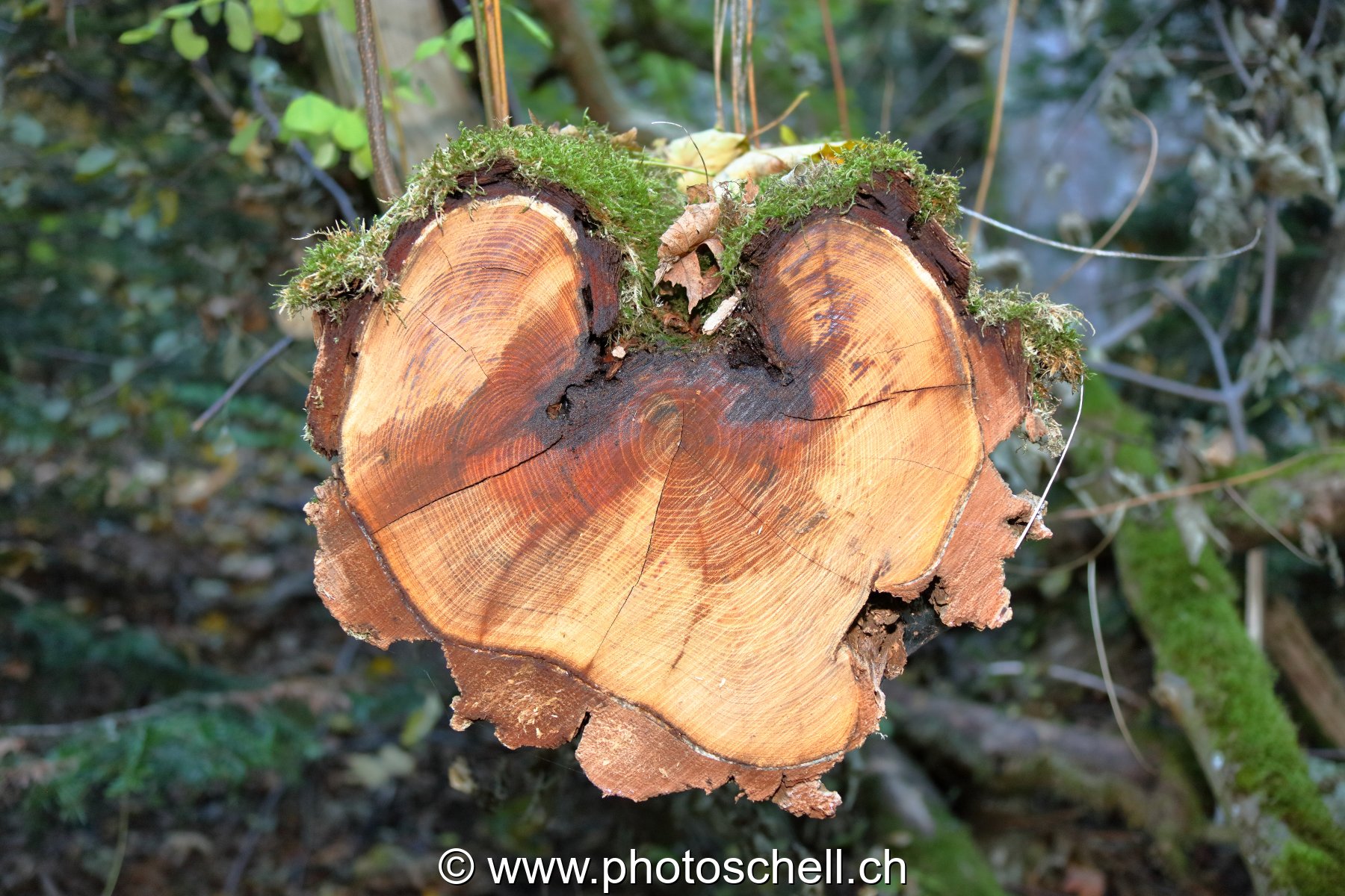 Coeur de bois