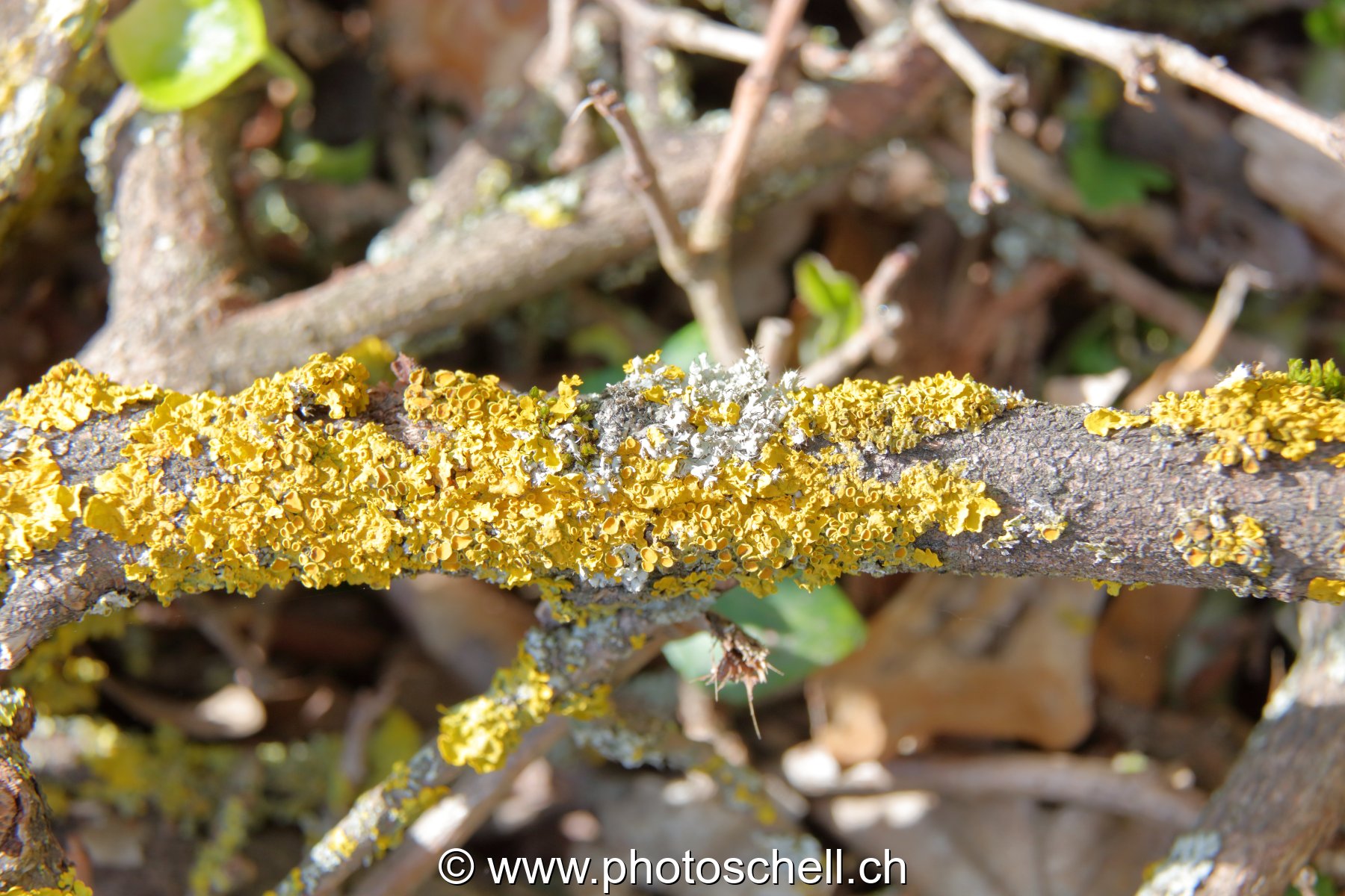 Lichen sur l'écorce