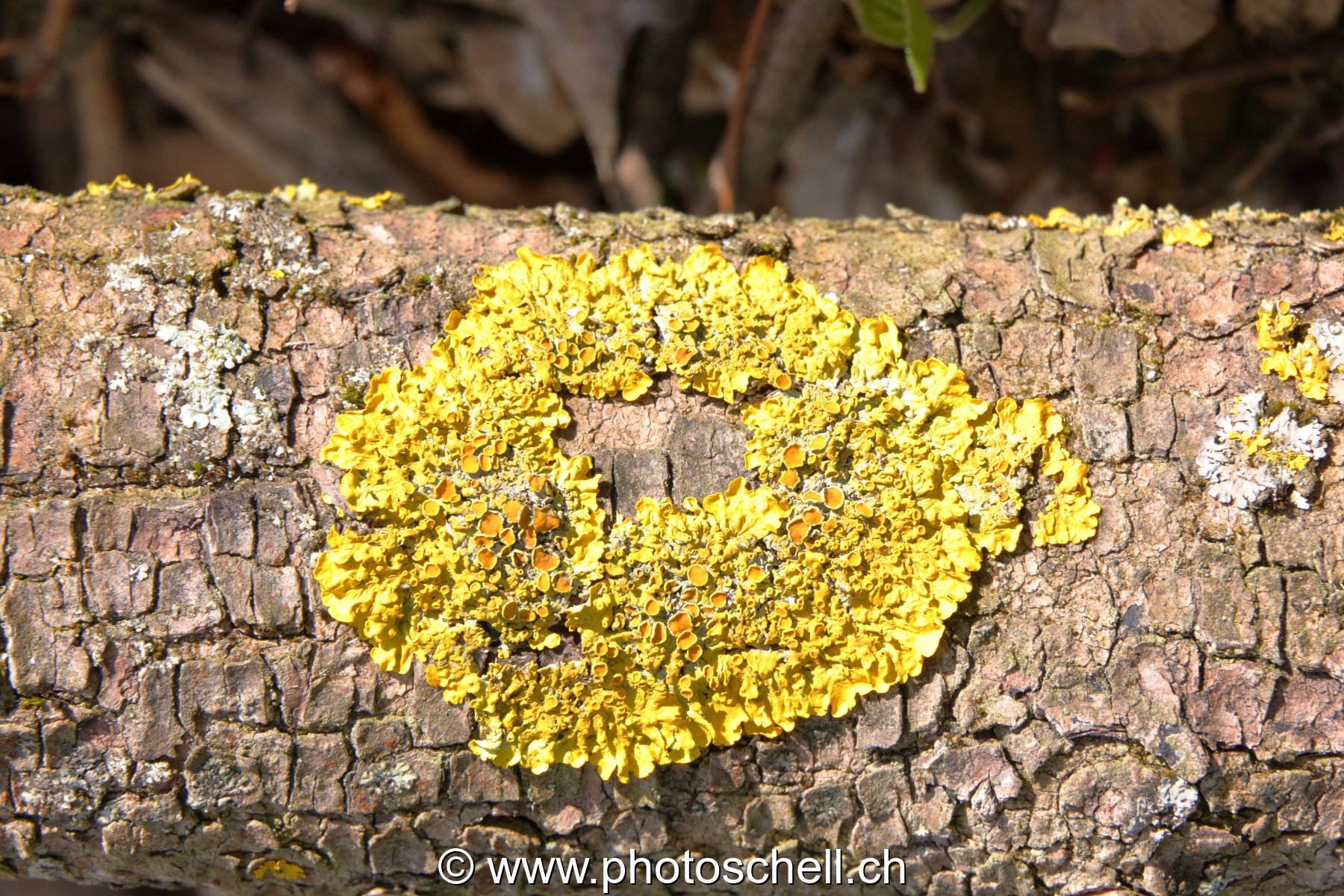 Lichen sur l'écorce