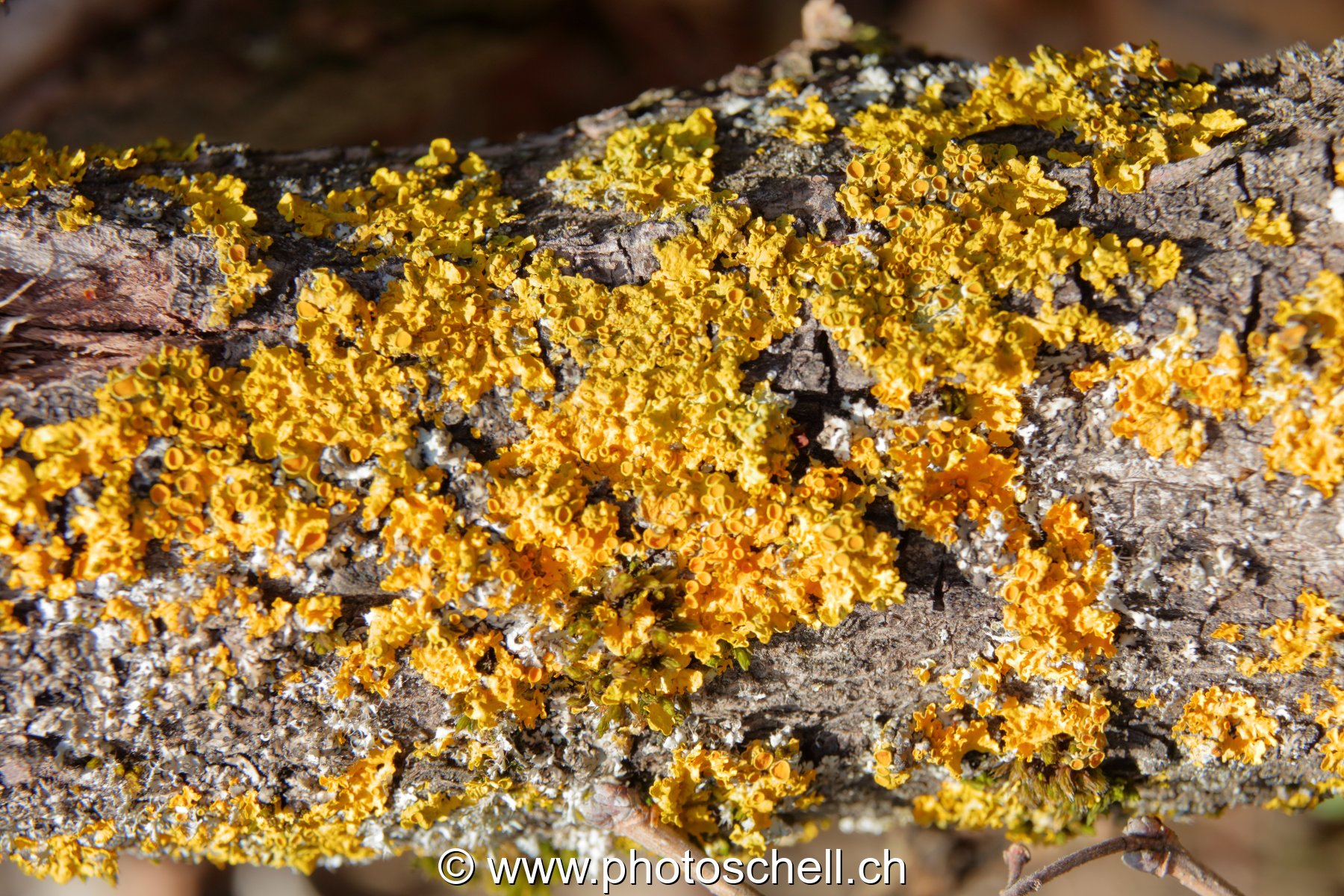 Lichen sur l'écorce