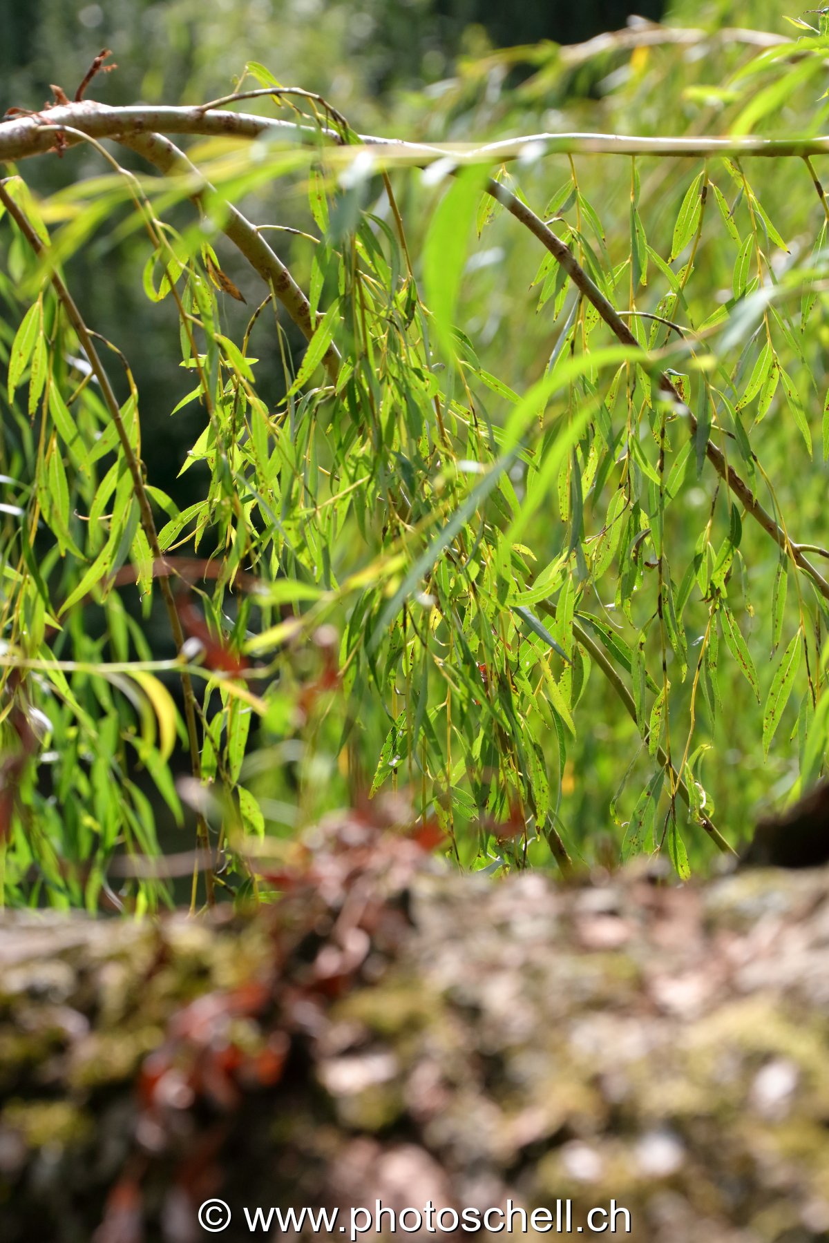 Branche et feuilles de saule