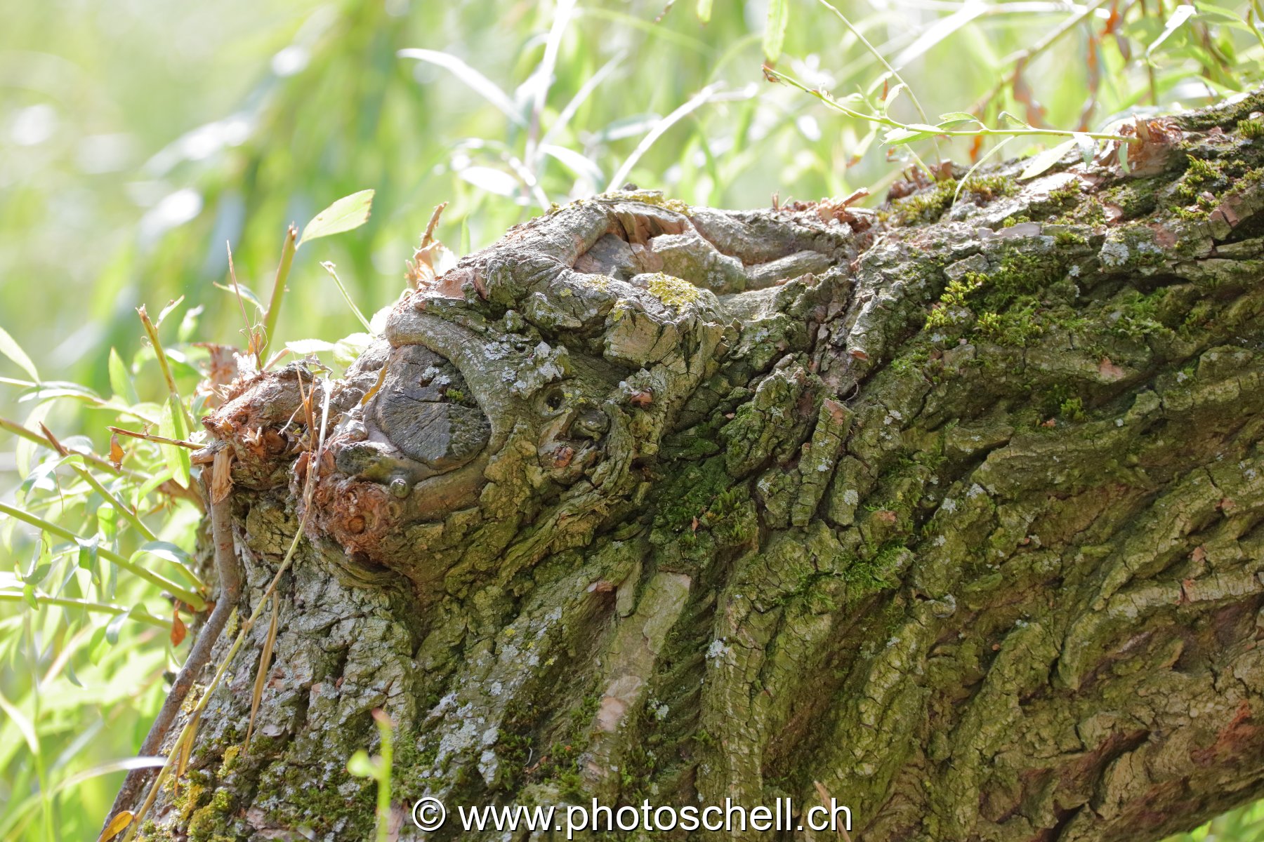 Oeil de crocodile