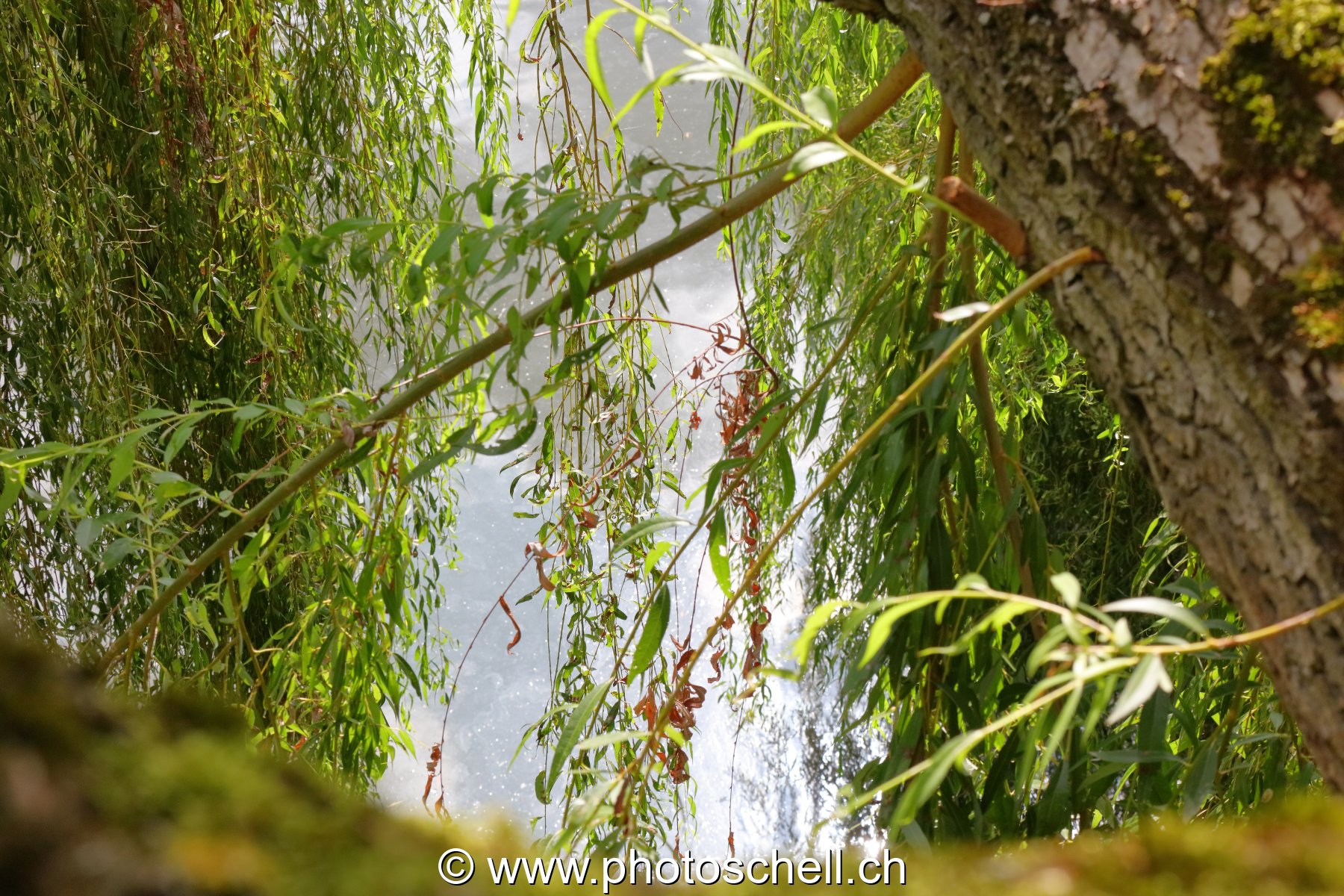Branche et feuilles de saule