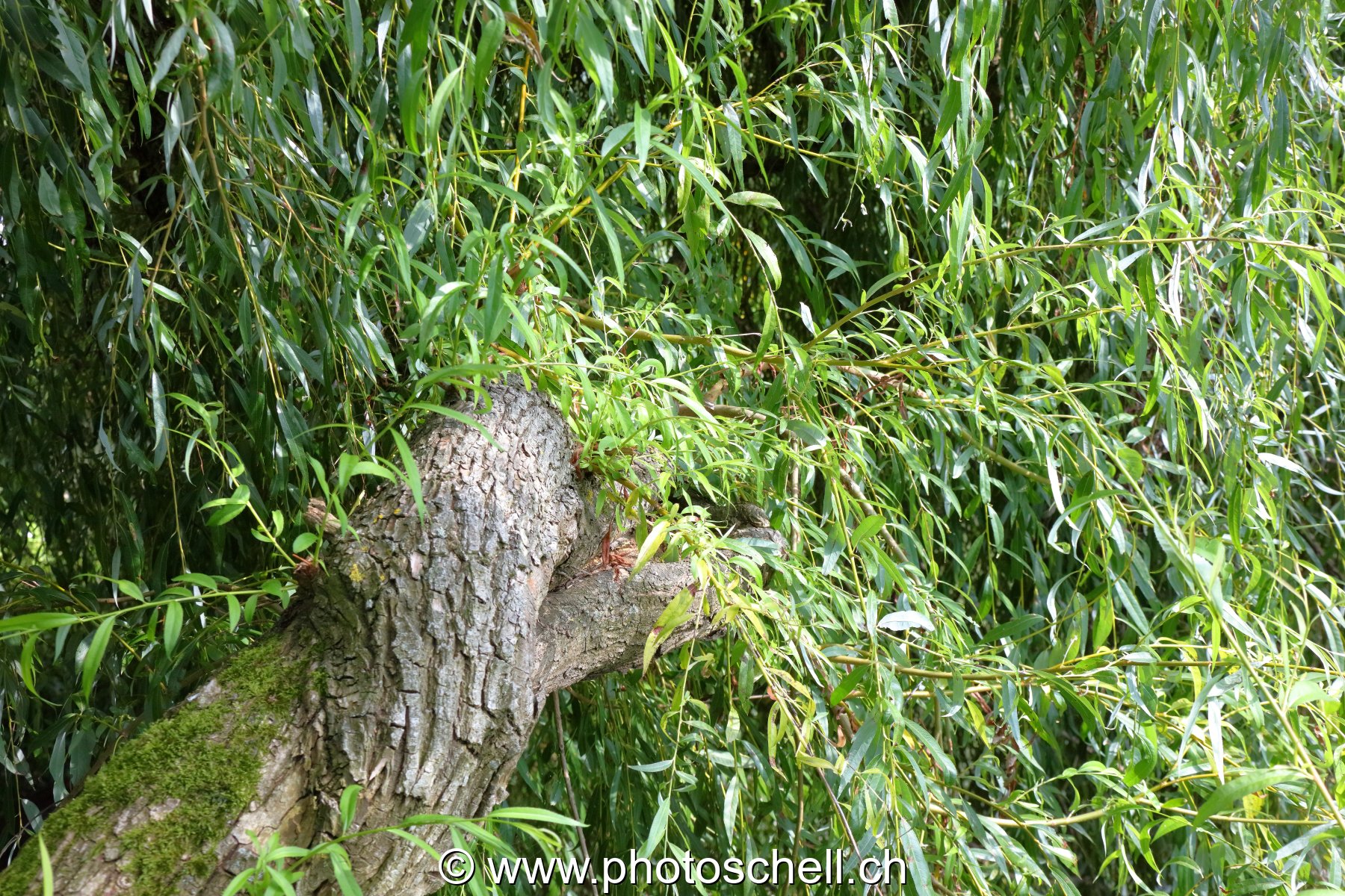Branche et feuilles de saule