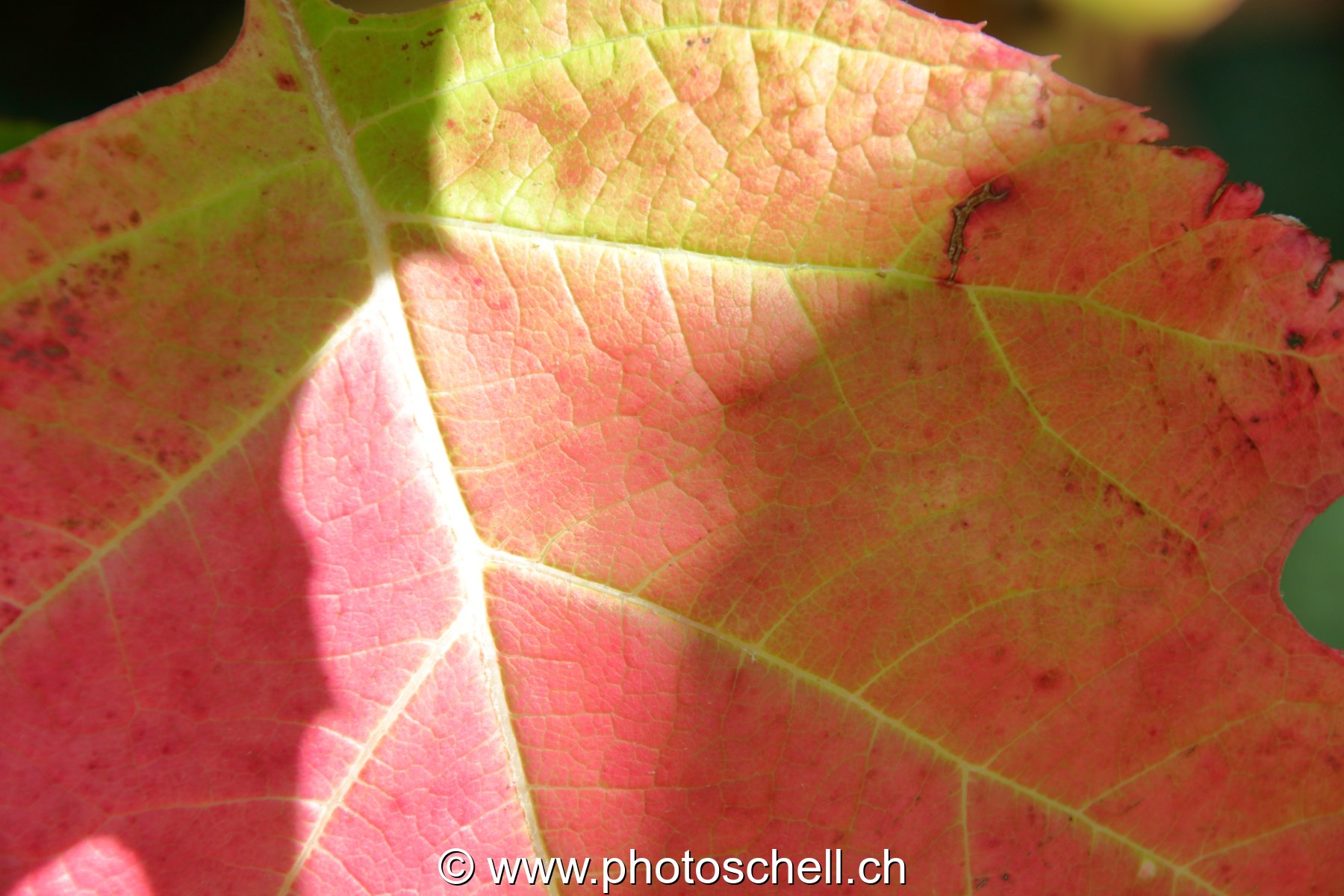Feuille d'automne