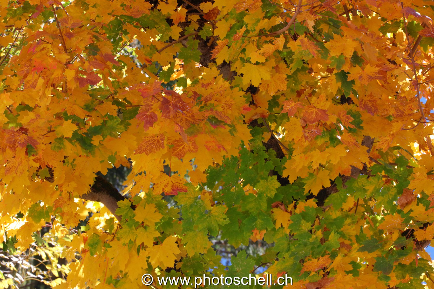 Couleurs d'automne