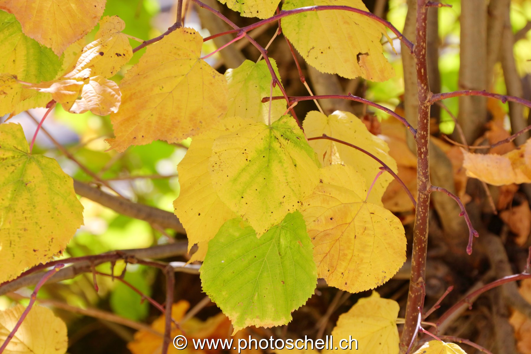 Couleurs d'automne