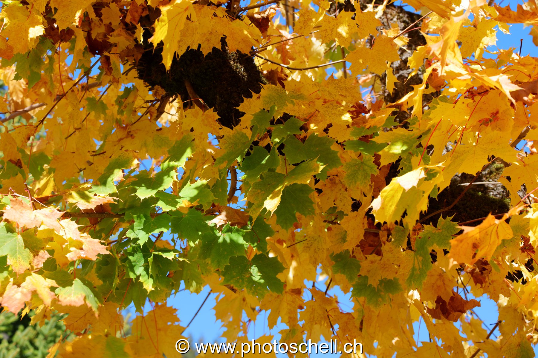 Couleurs d'automne