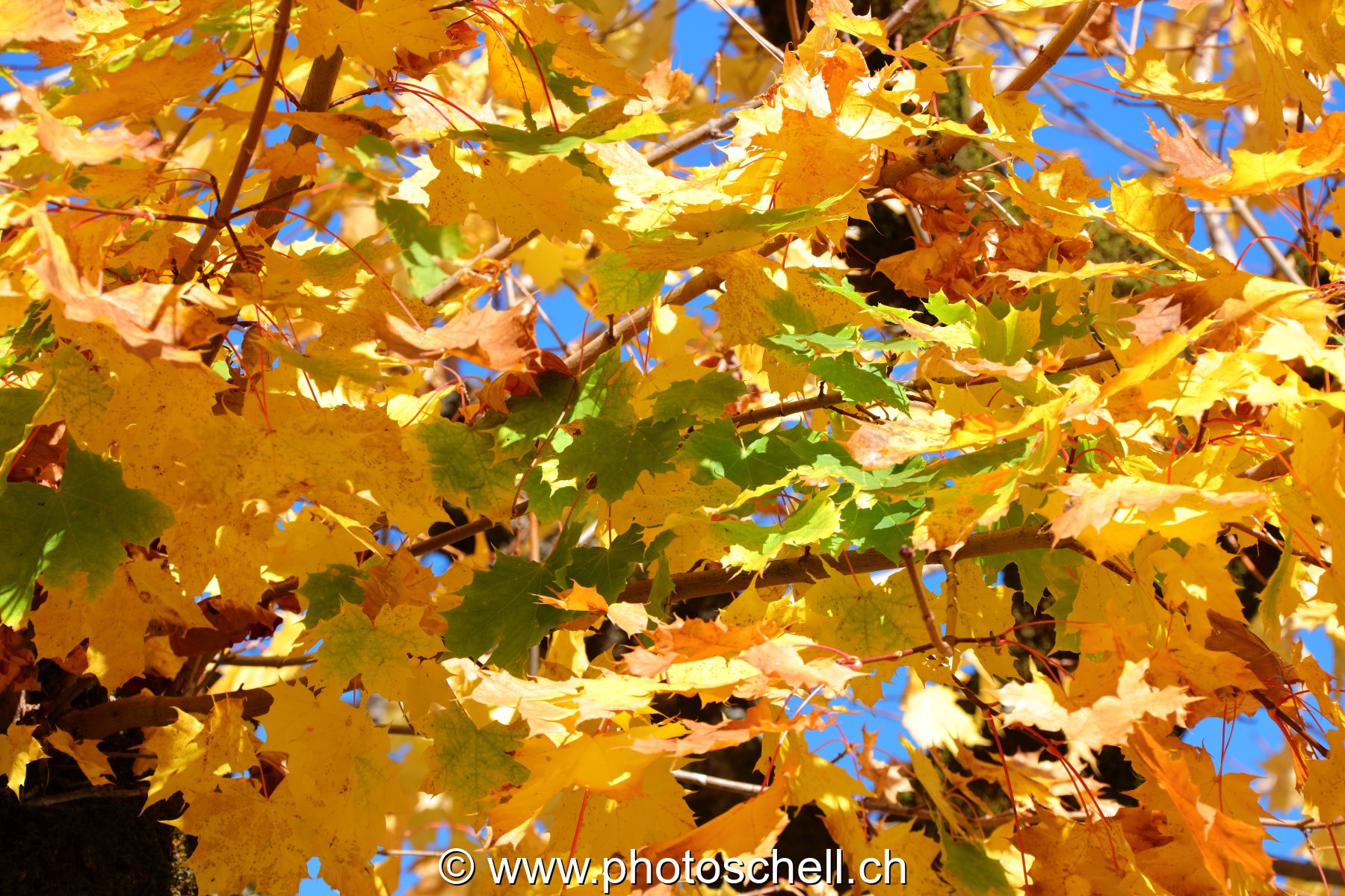 Couleurs d'automne