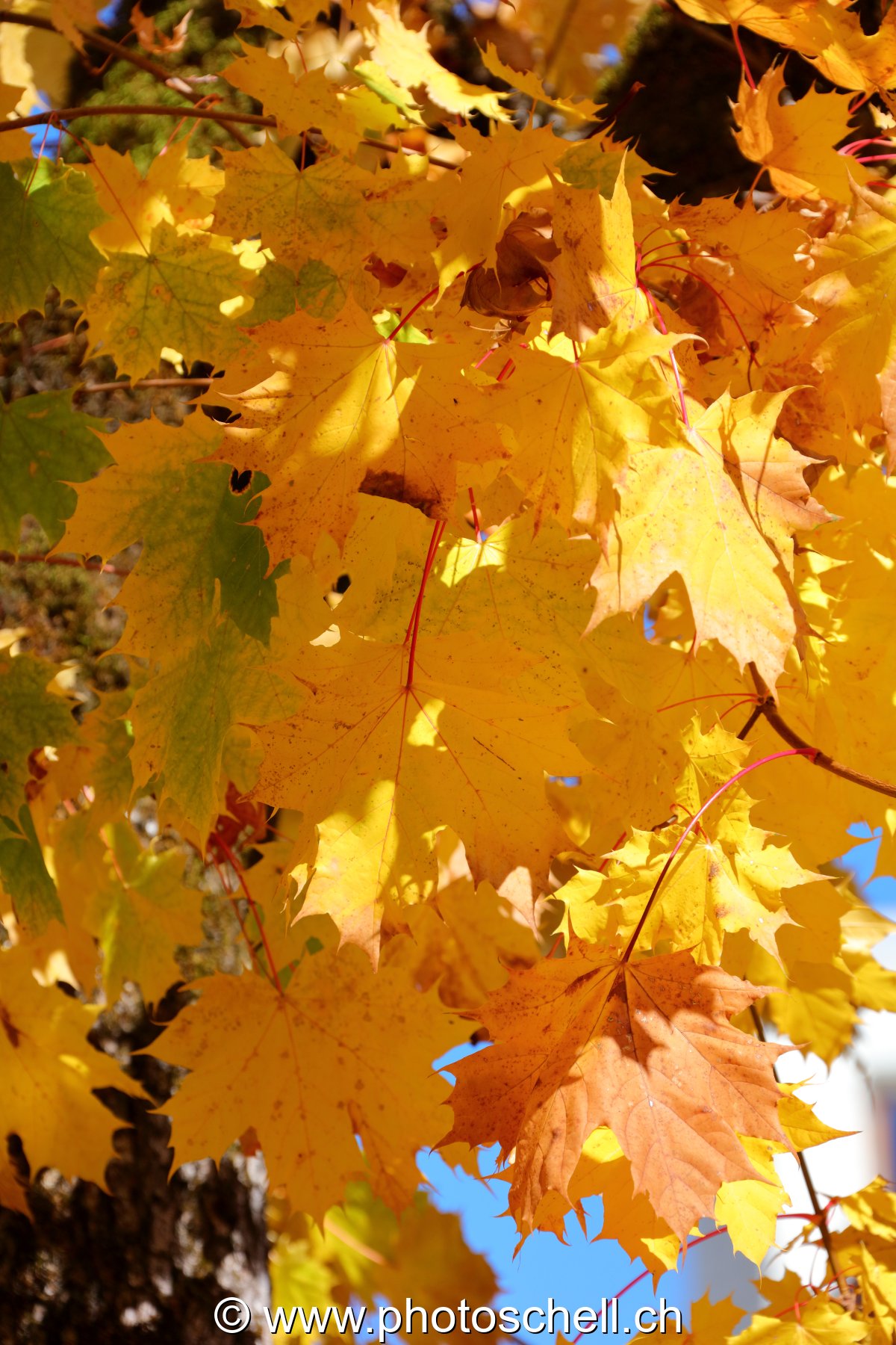 Couleurs d'automne