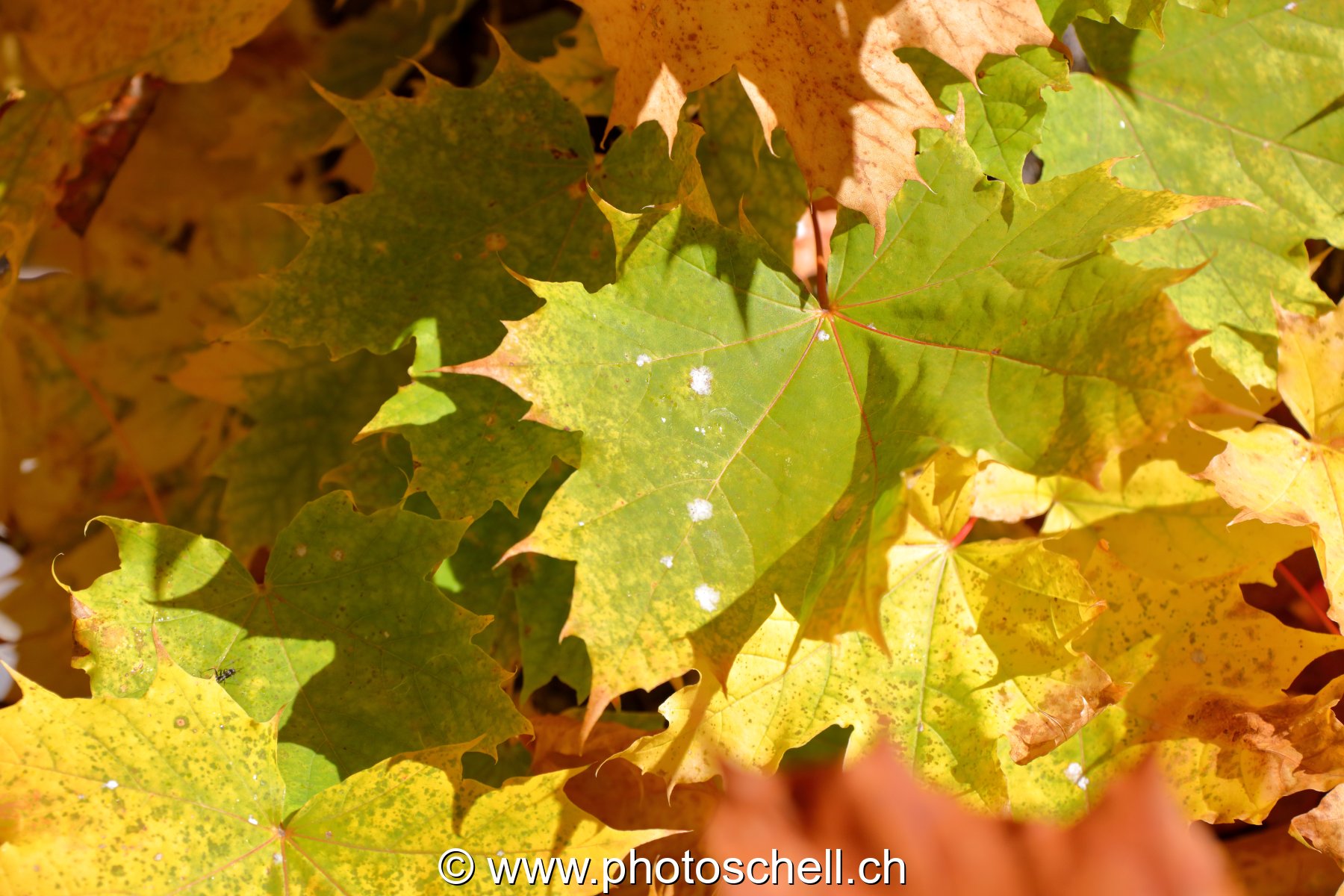 Couleurs d'automne