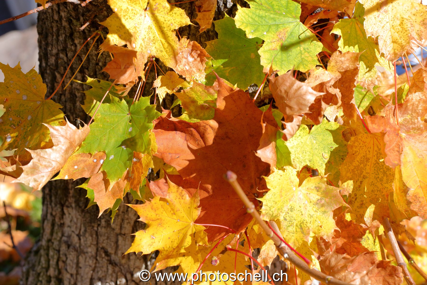 Couleurs d'automne