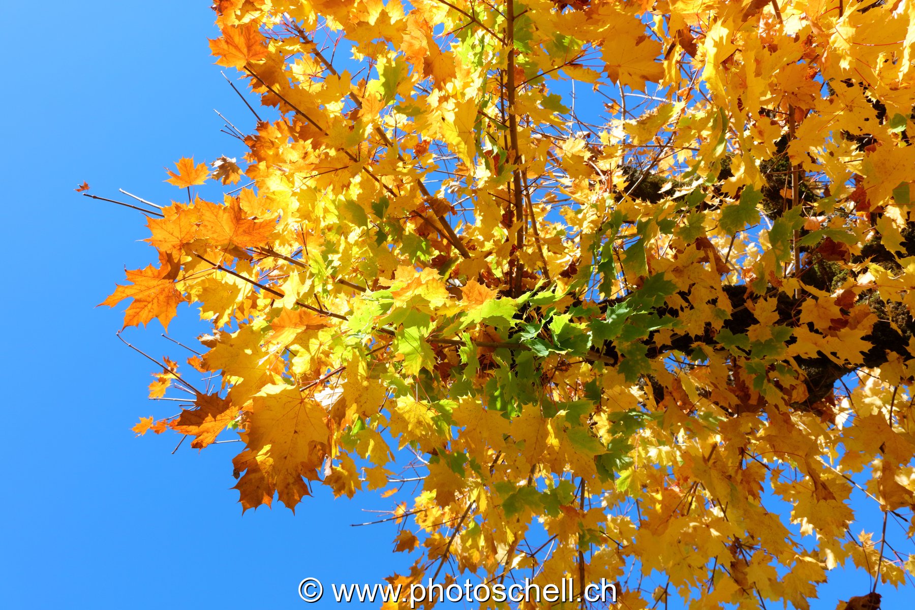 Couleurs d'automne