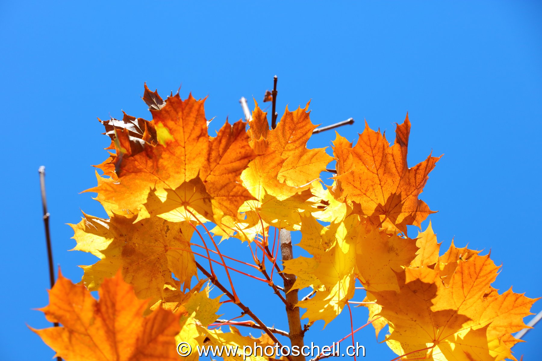 Couleurs d'automne