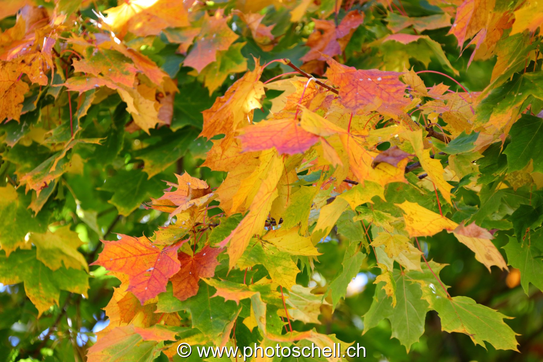 Couleurs d'automne