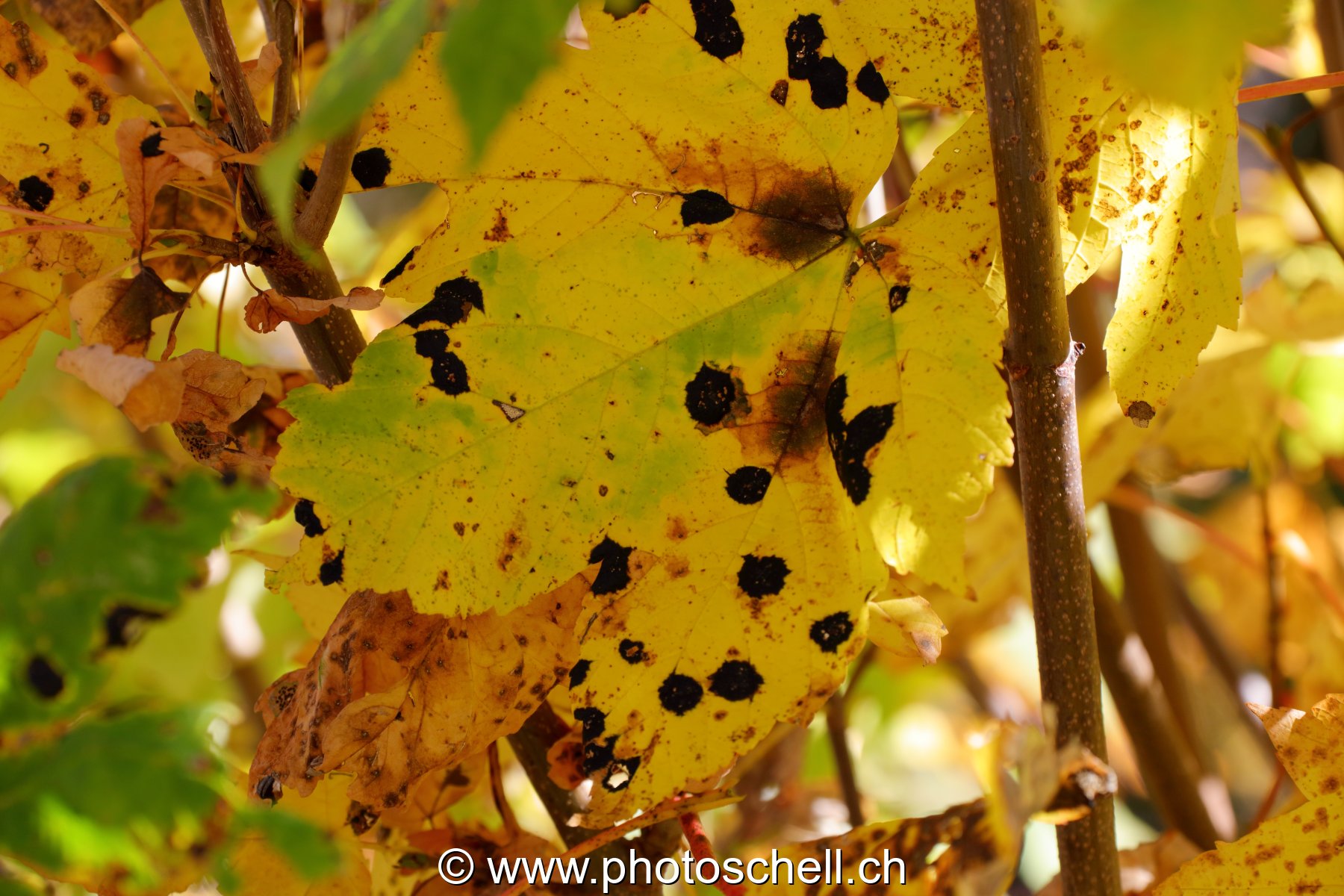 Couleurs d'automne