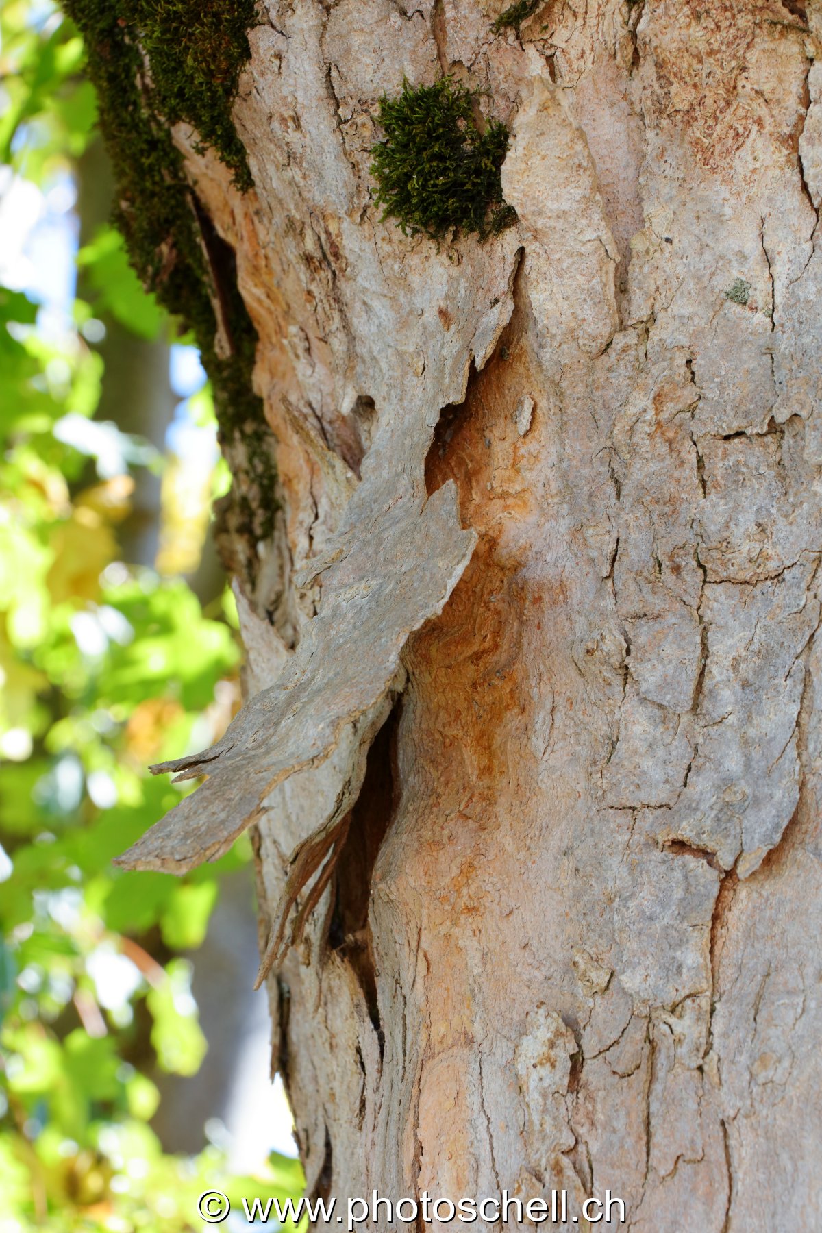 Ecorce se détachant naturellement
