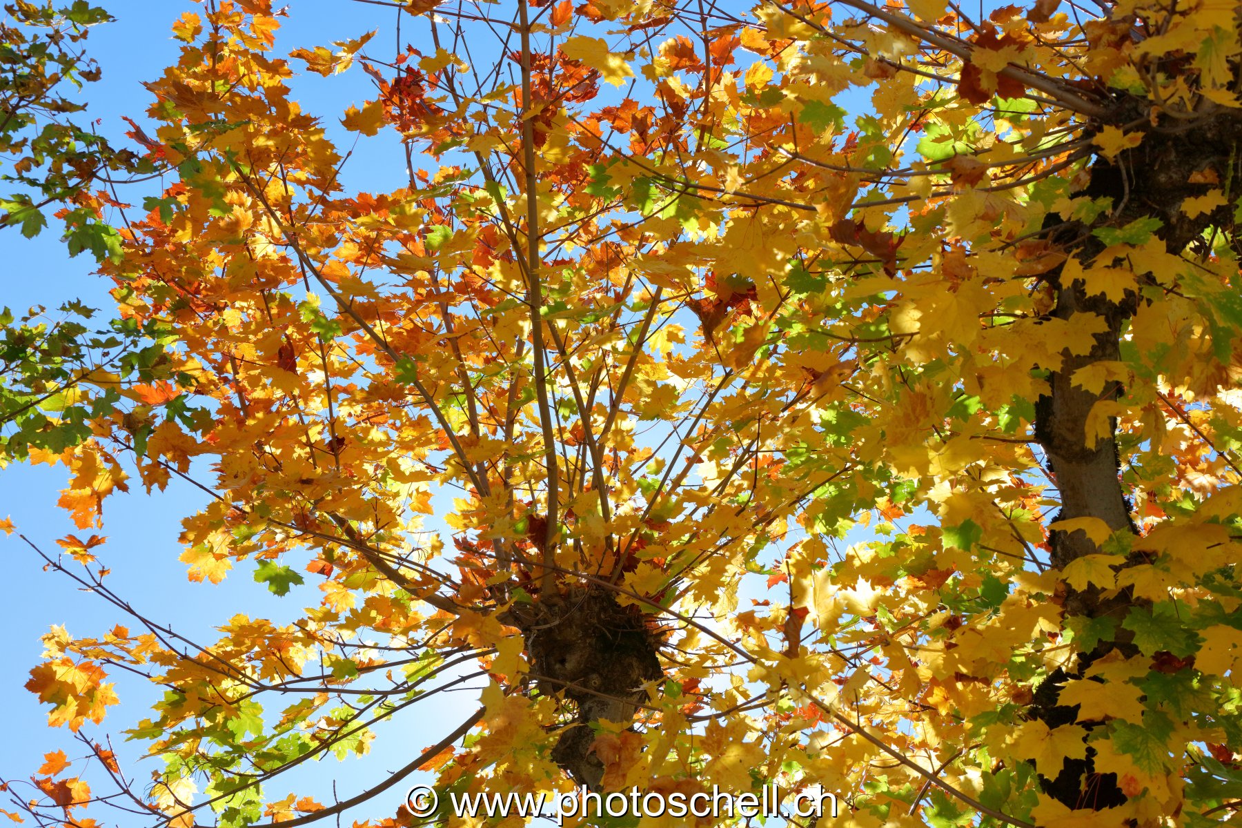 Couleurs d'automne