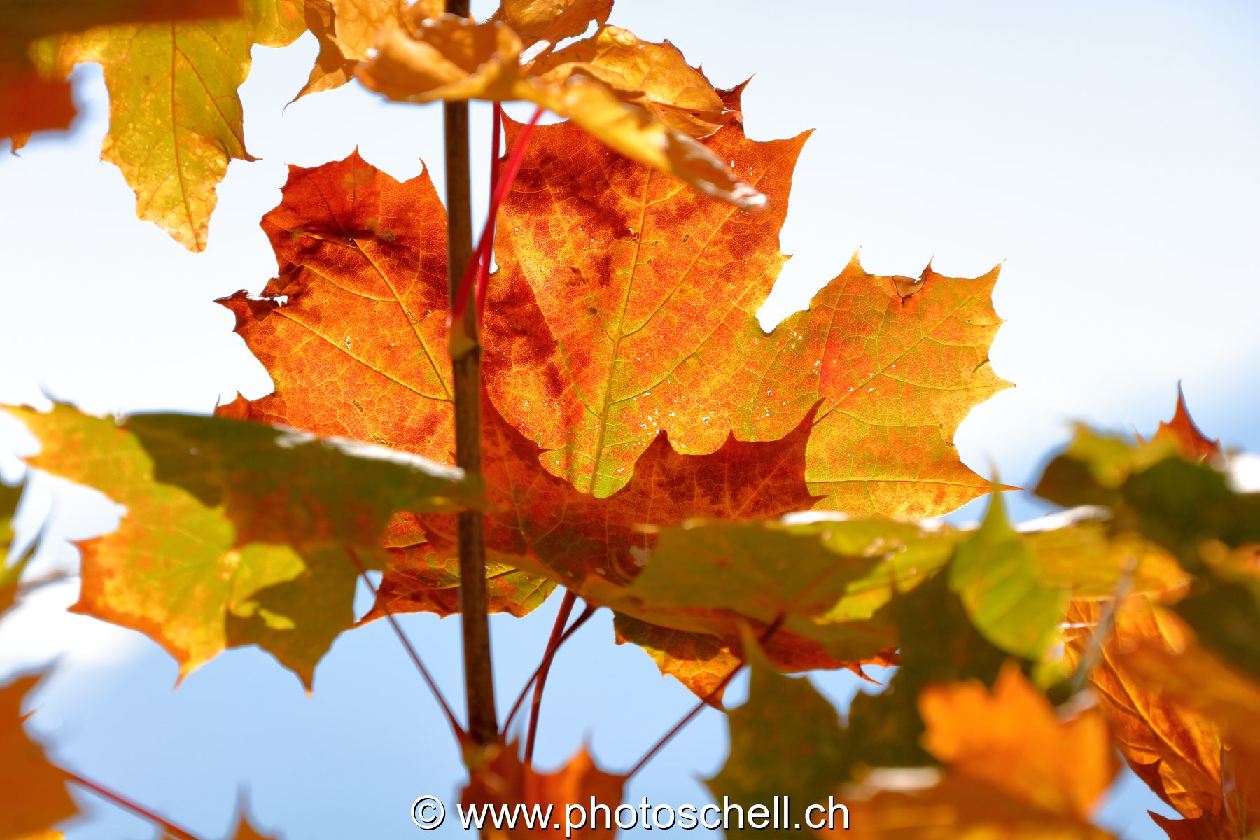 Couleurs d'automne