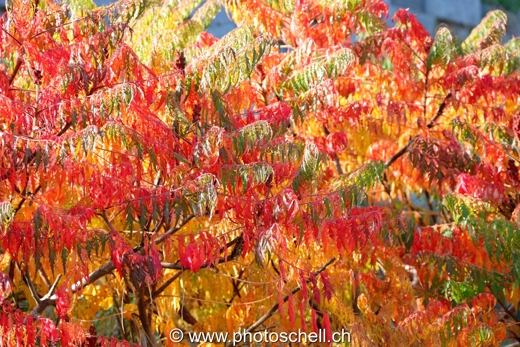 Couleurs d'automne