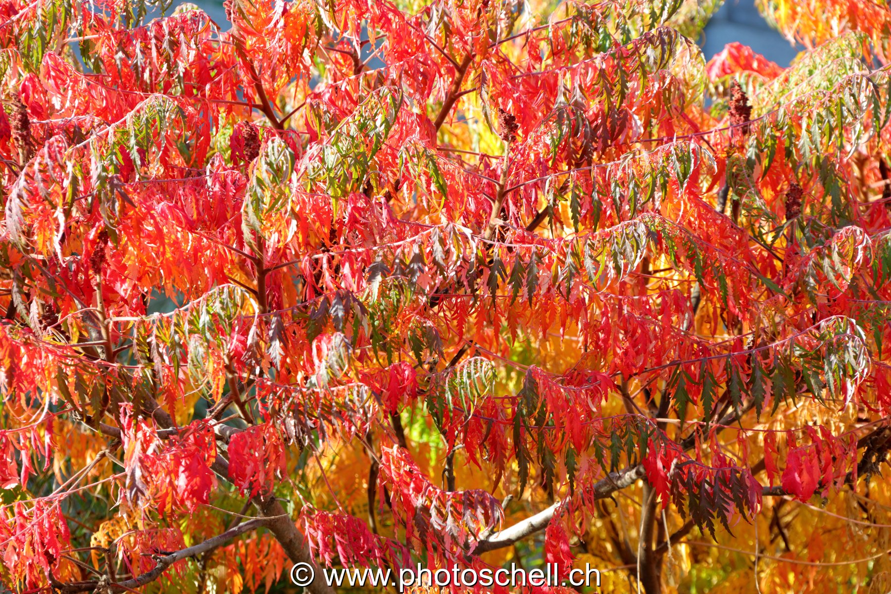 Couleurs d'automne