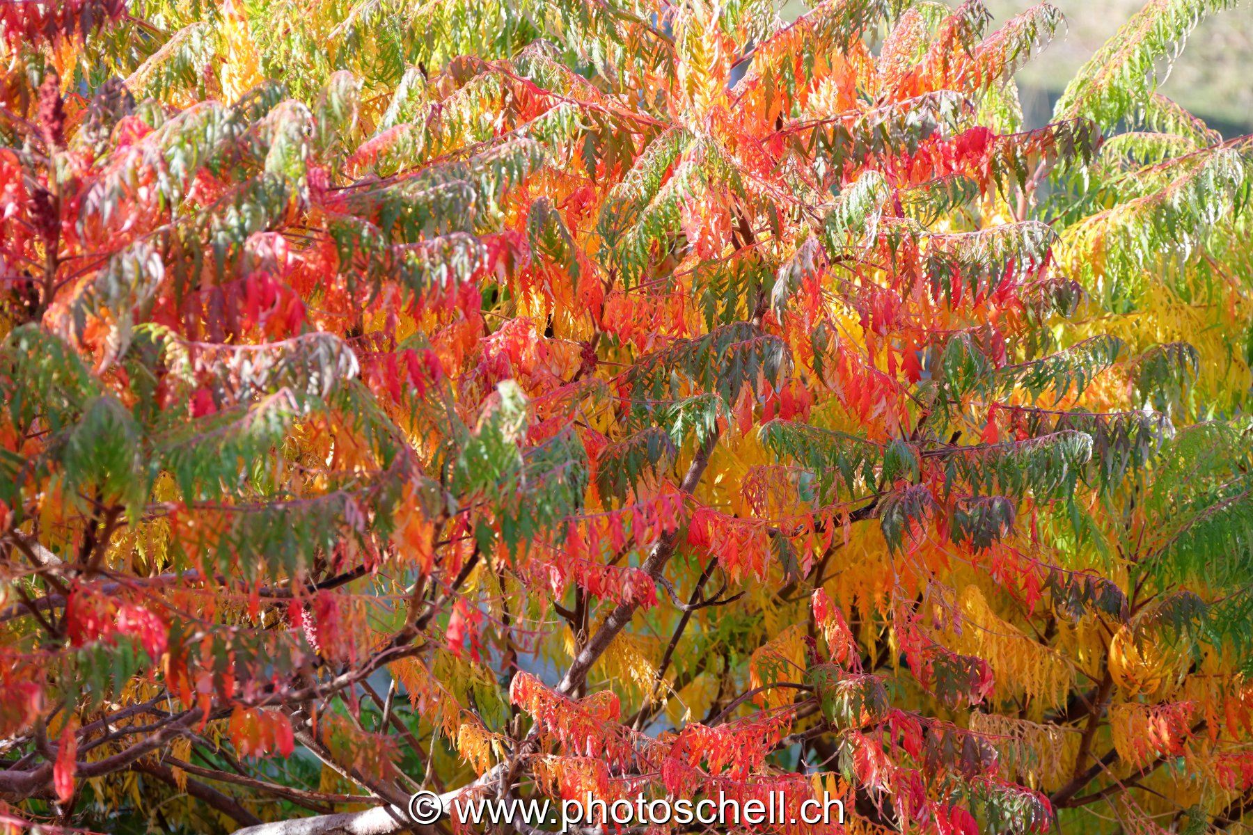 Couleurs d'automne