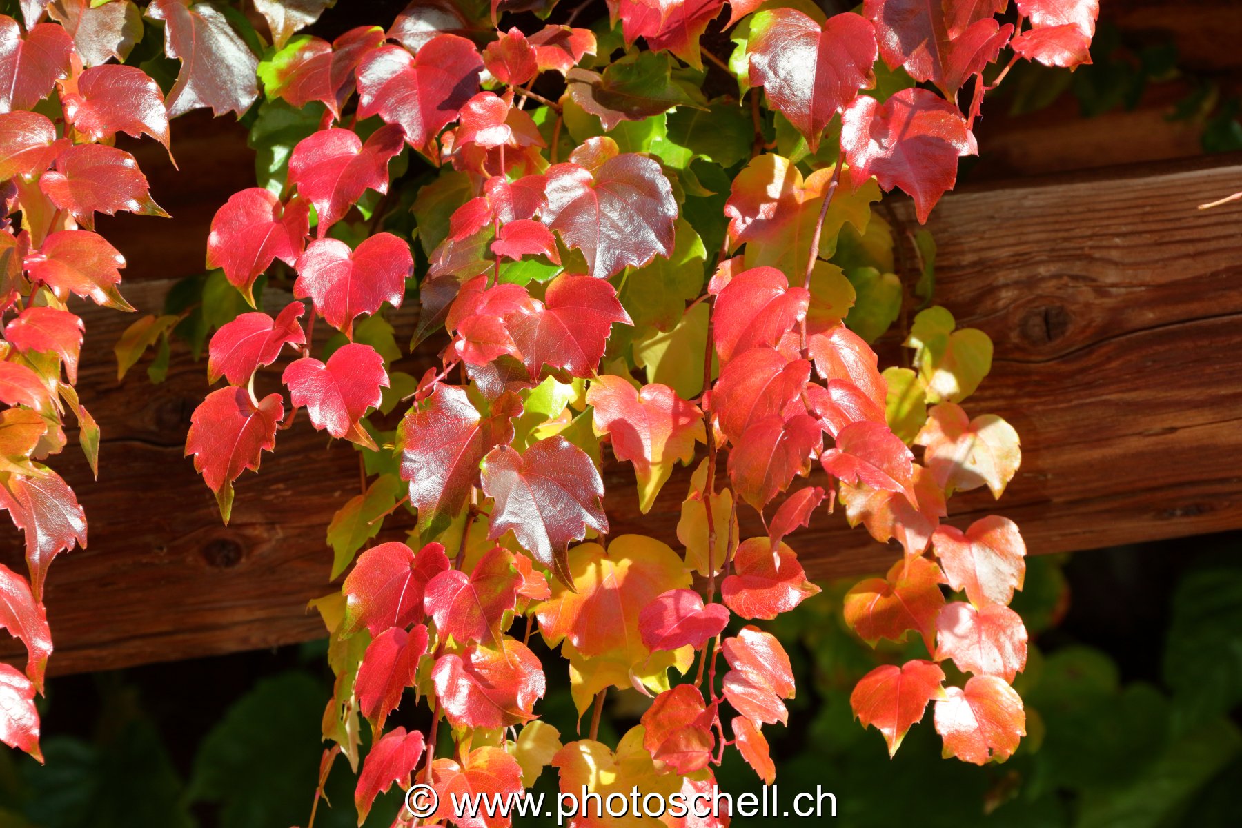 Couleurs d'automne du lierre