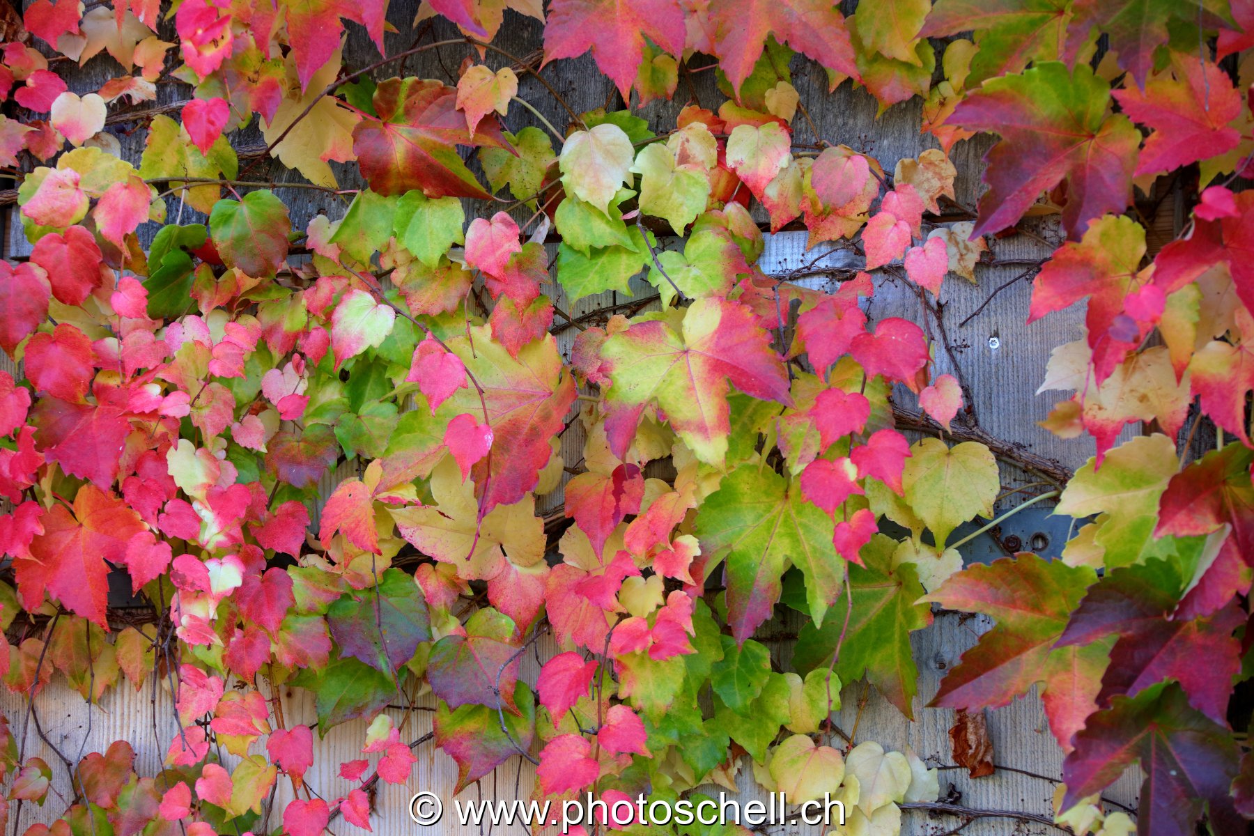 Couleurs d'automne du lierre