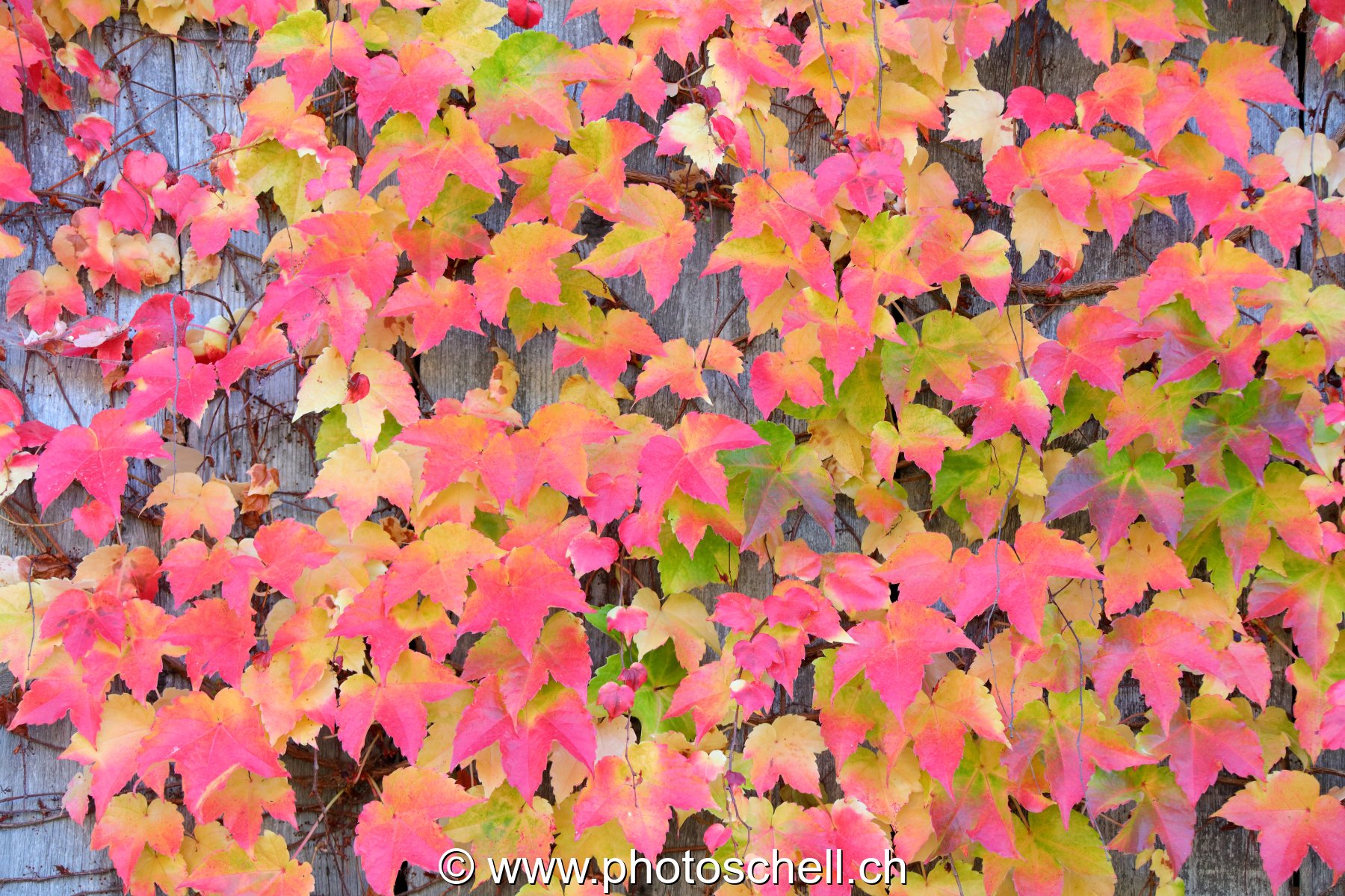 Couleurs d'automne du lierre