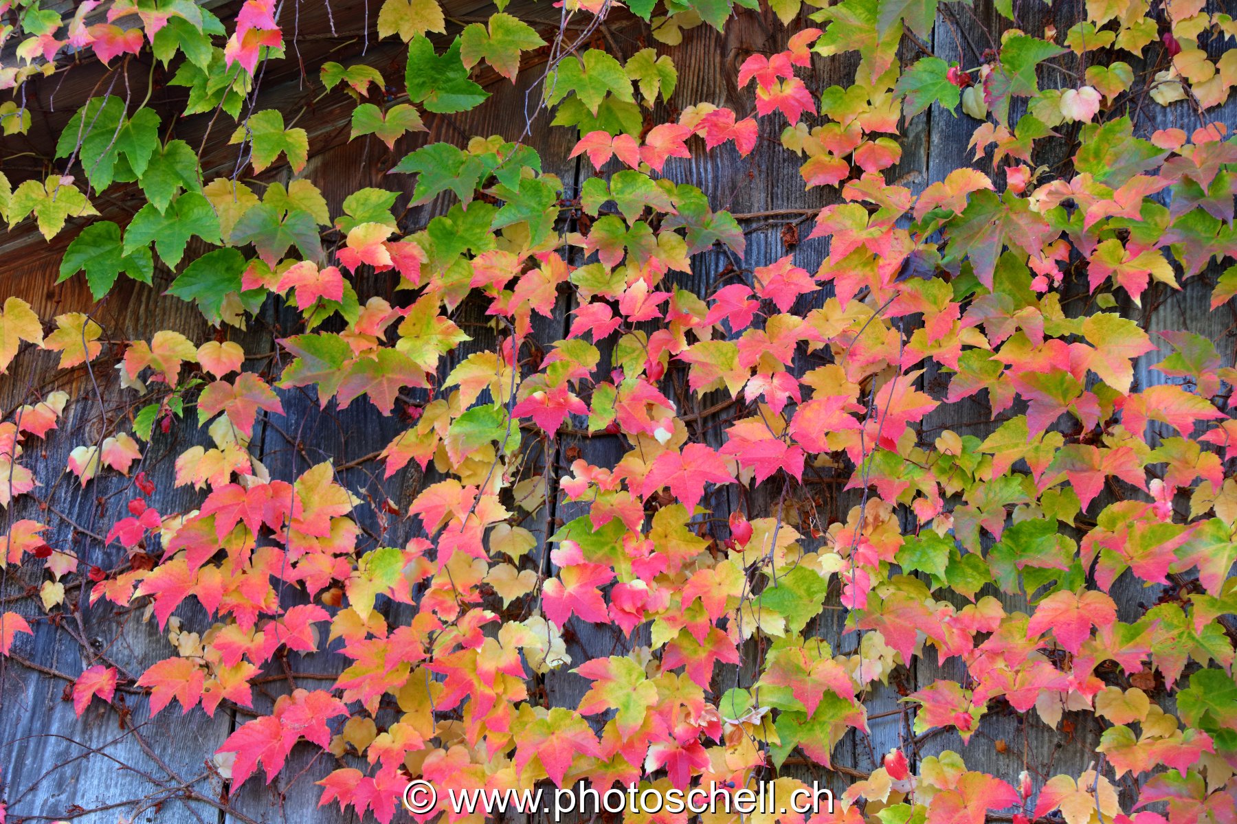 Couleurs d'automne du lierre