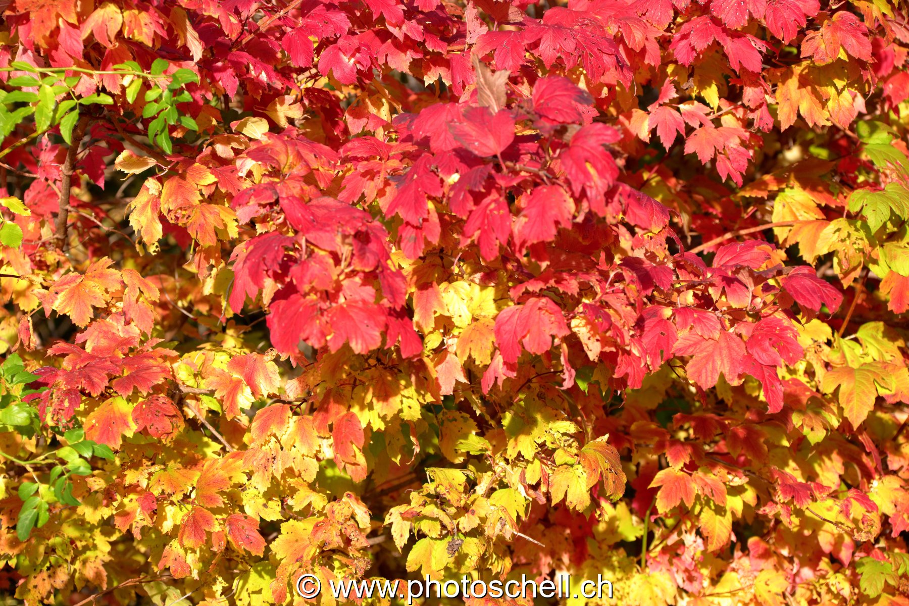 Couleurs d'automne