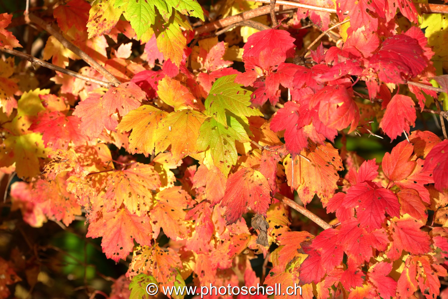 Couleurs d'automne