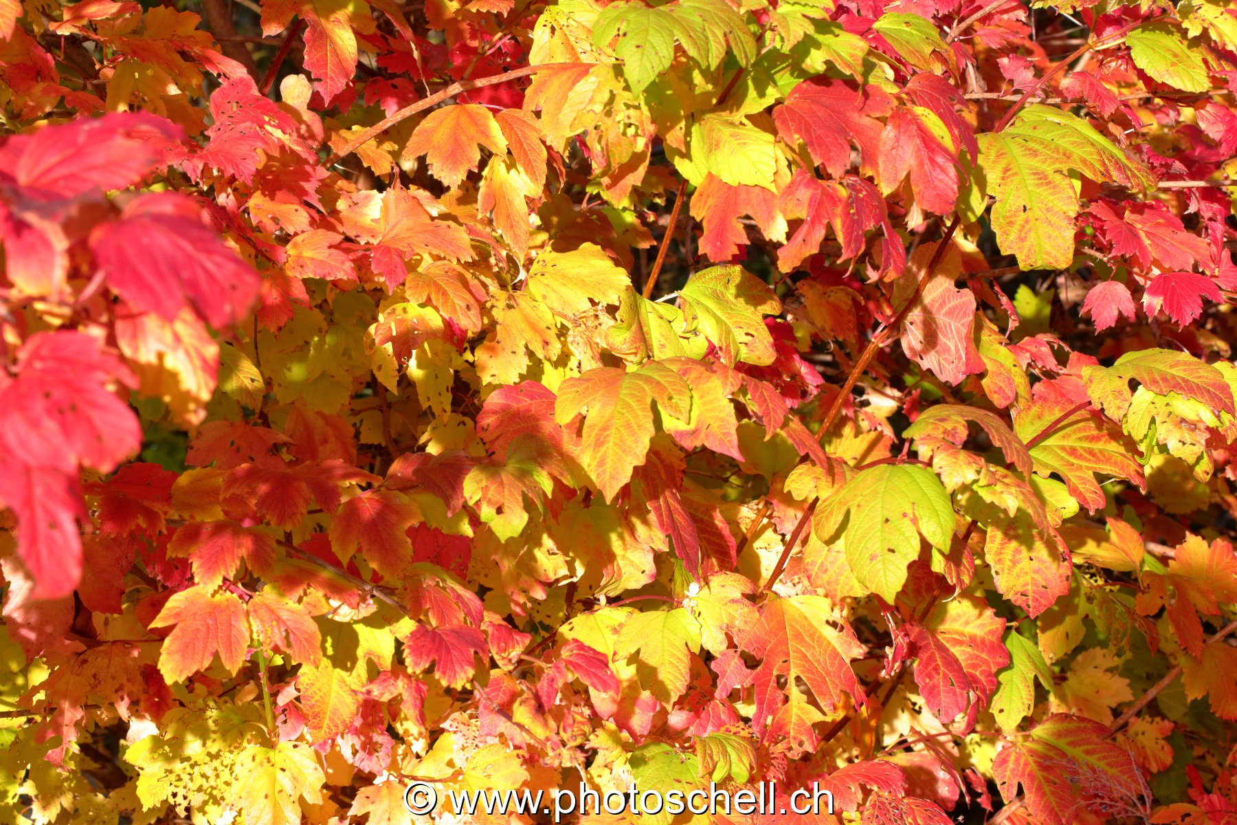Couleurs d'automne