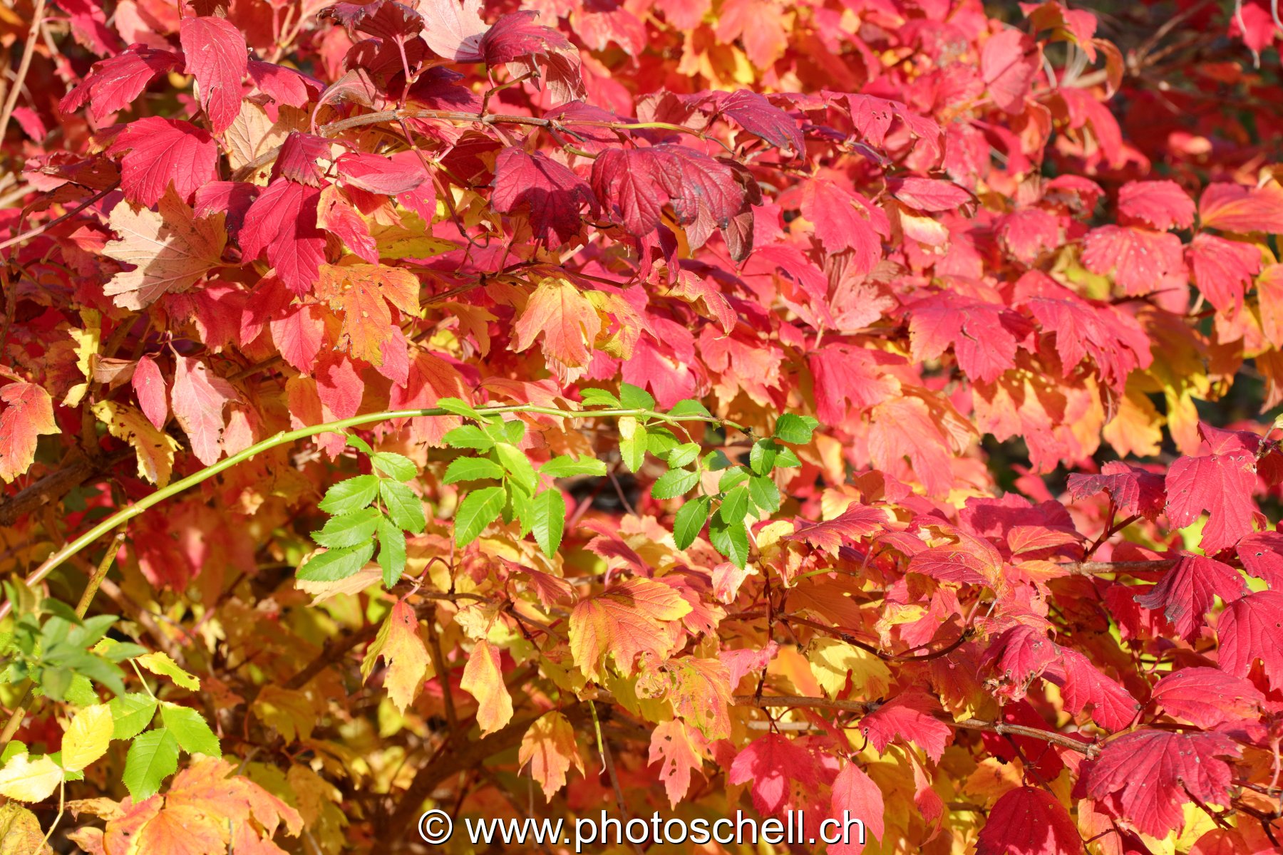 Couleurs d'automne