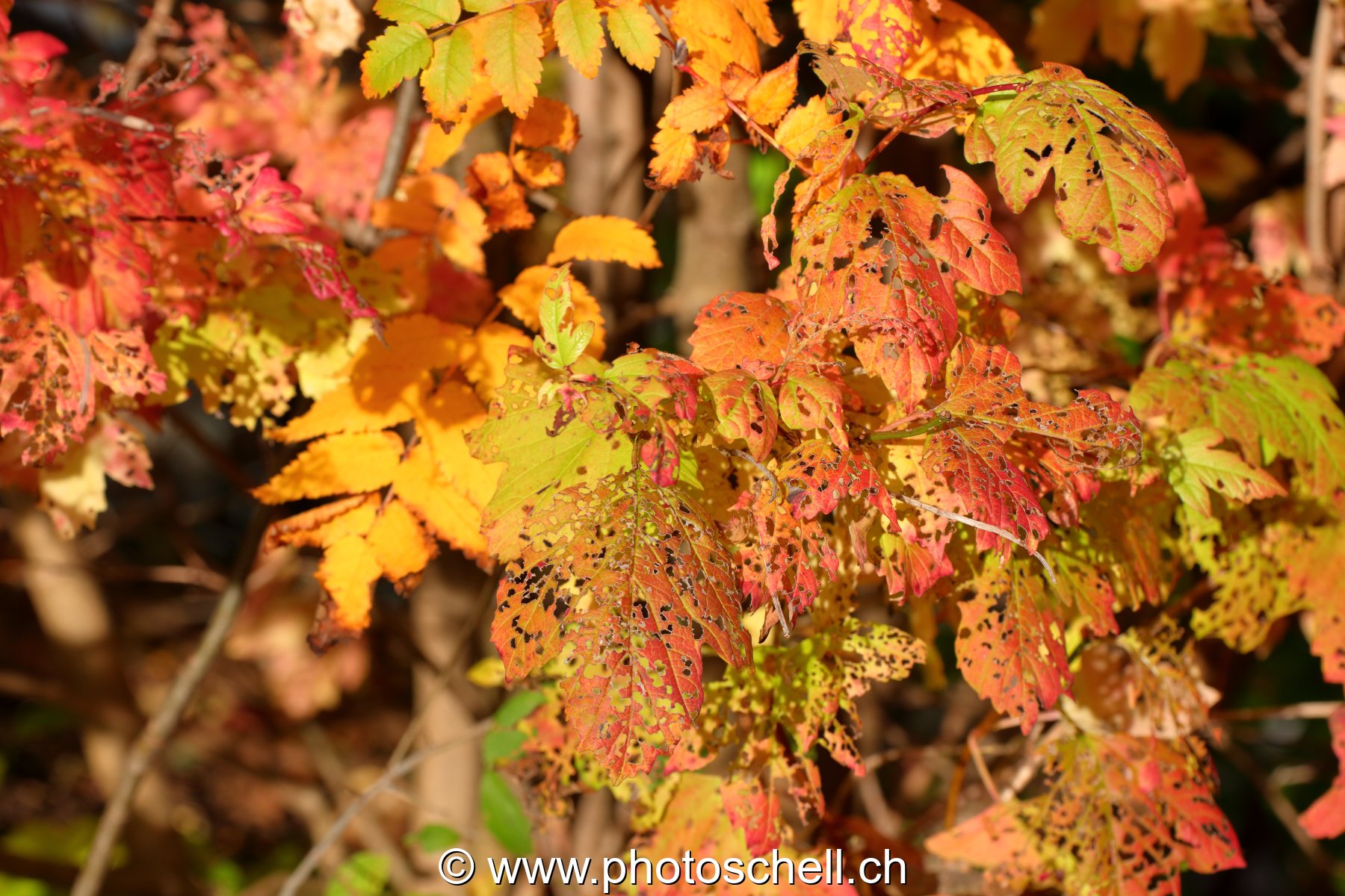 Couleurs d'automne