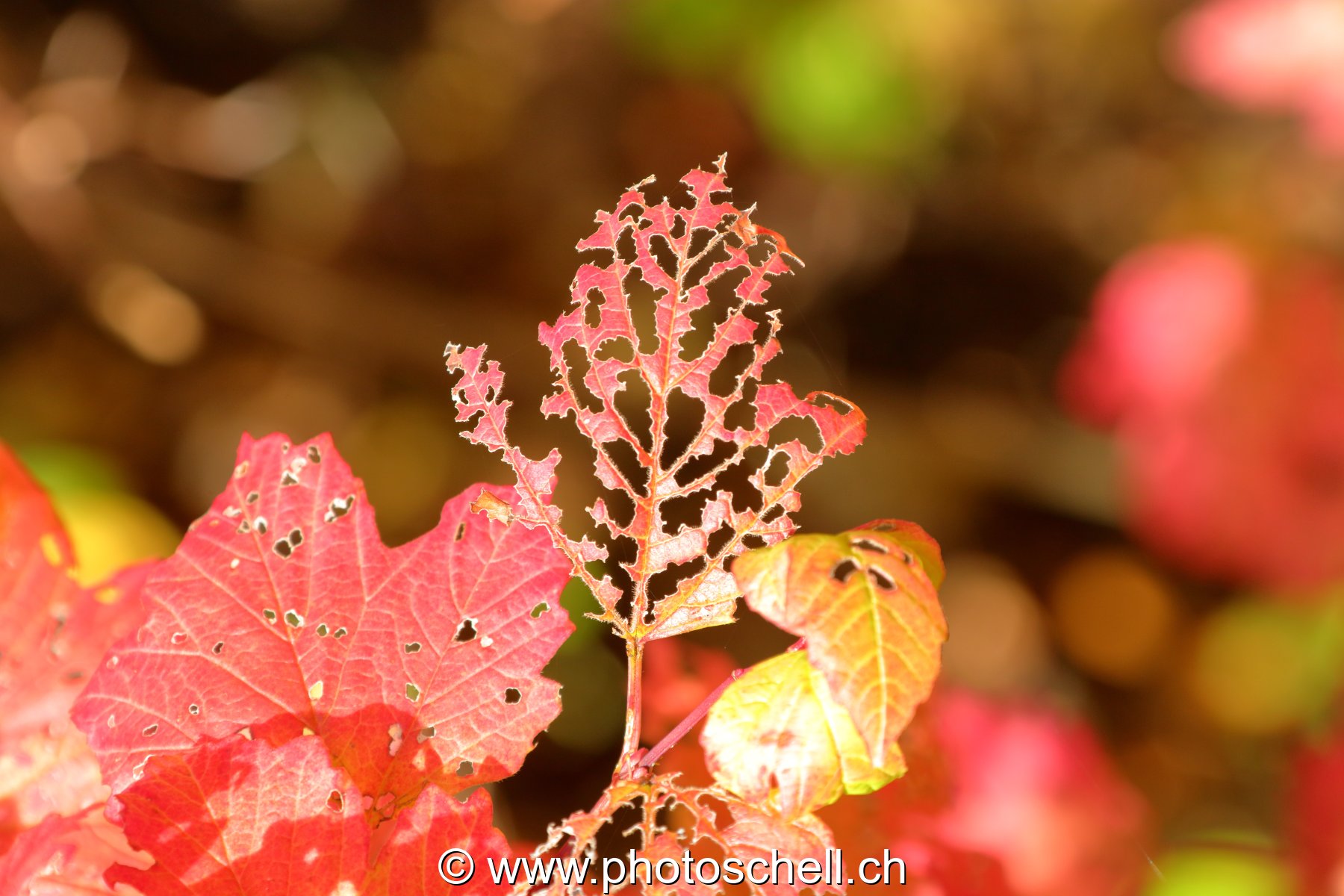 Feuille d'automne mangée
