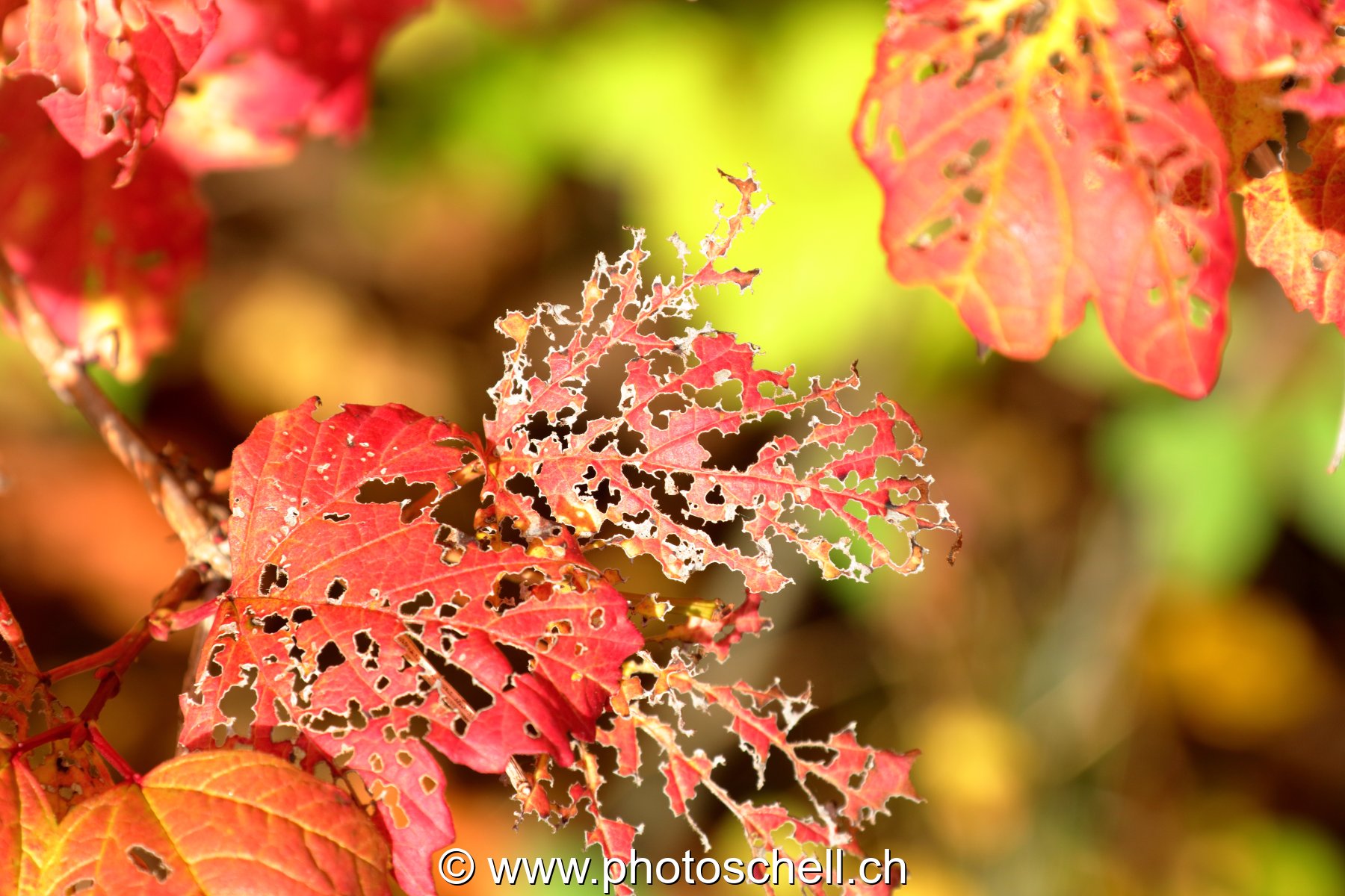 Feuille d'automne mangée