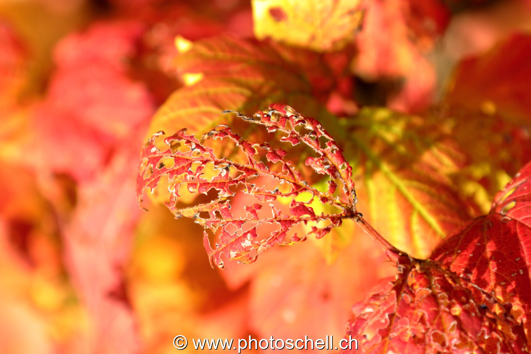Feuille d'automne mangée