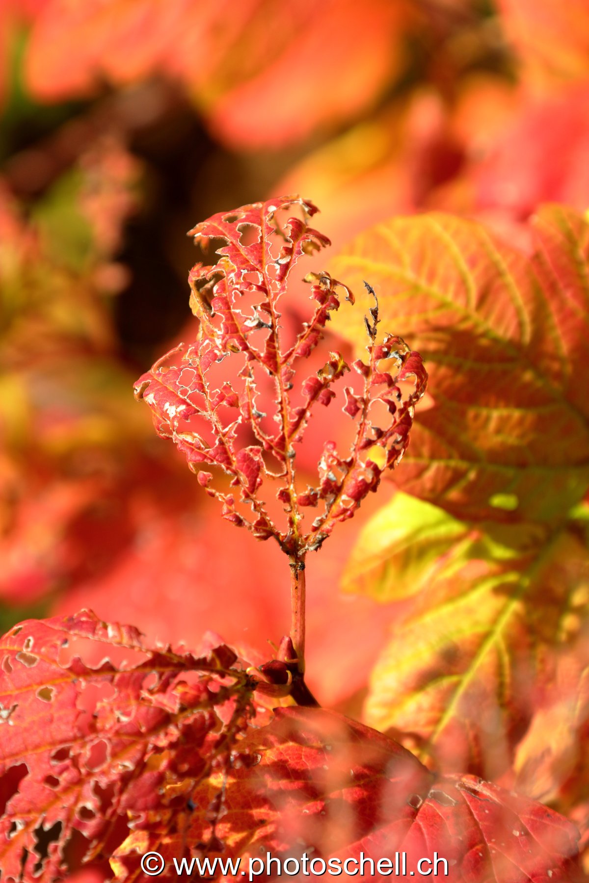 Feuille d'automne mangée