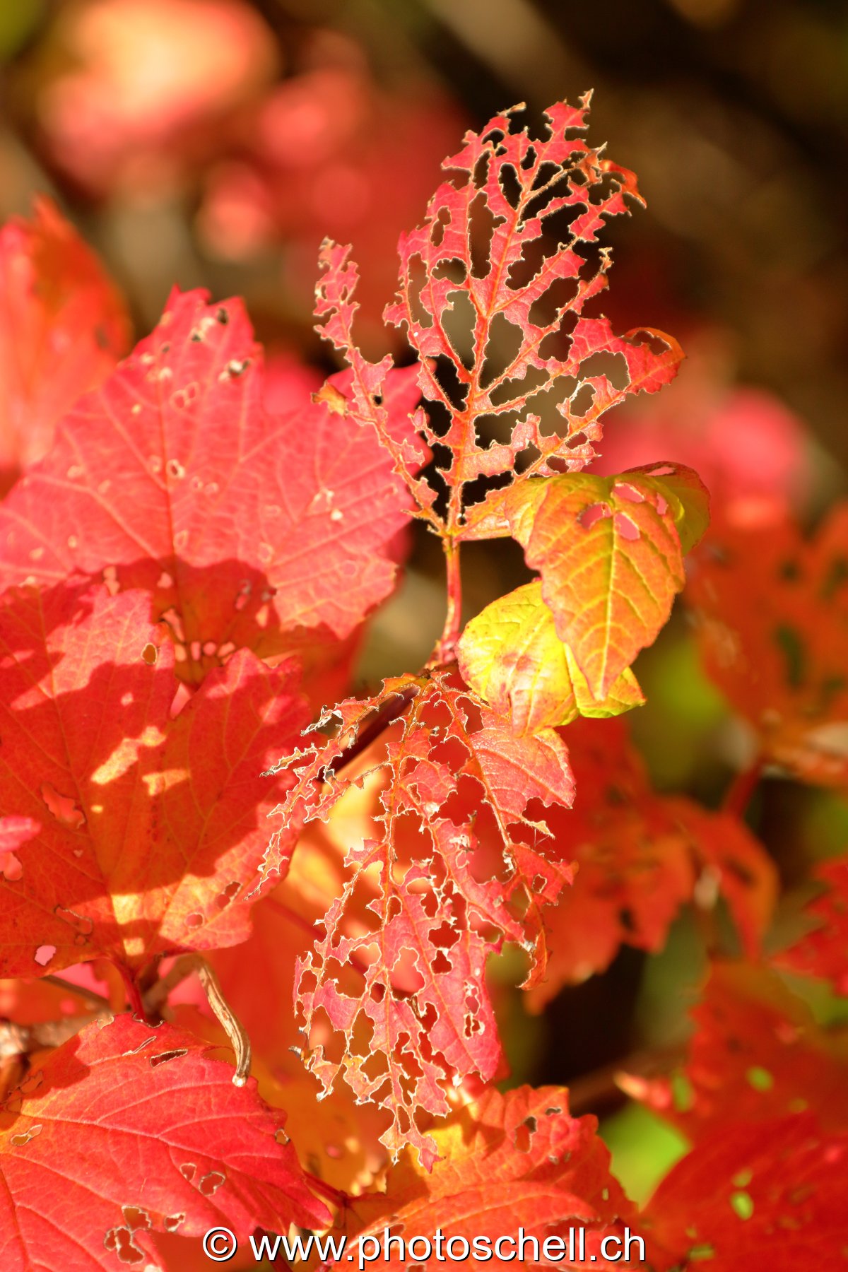 Feuille d'automne mangée