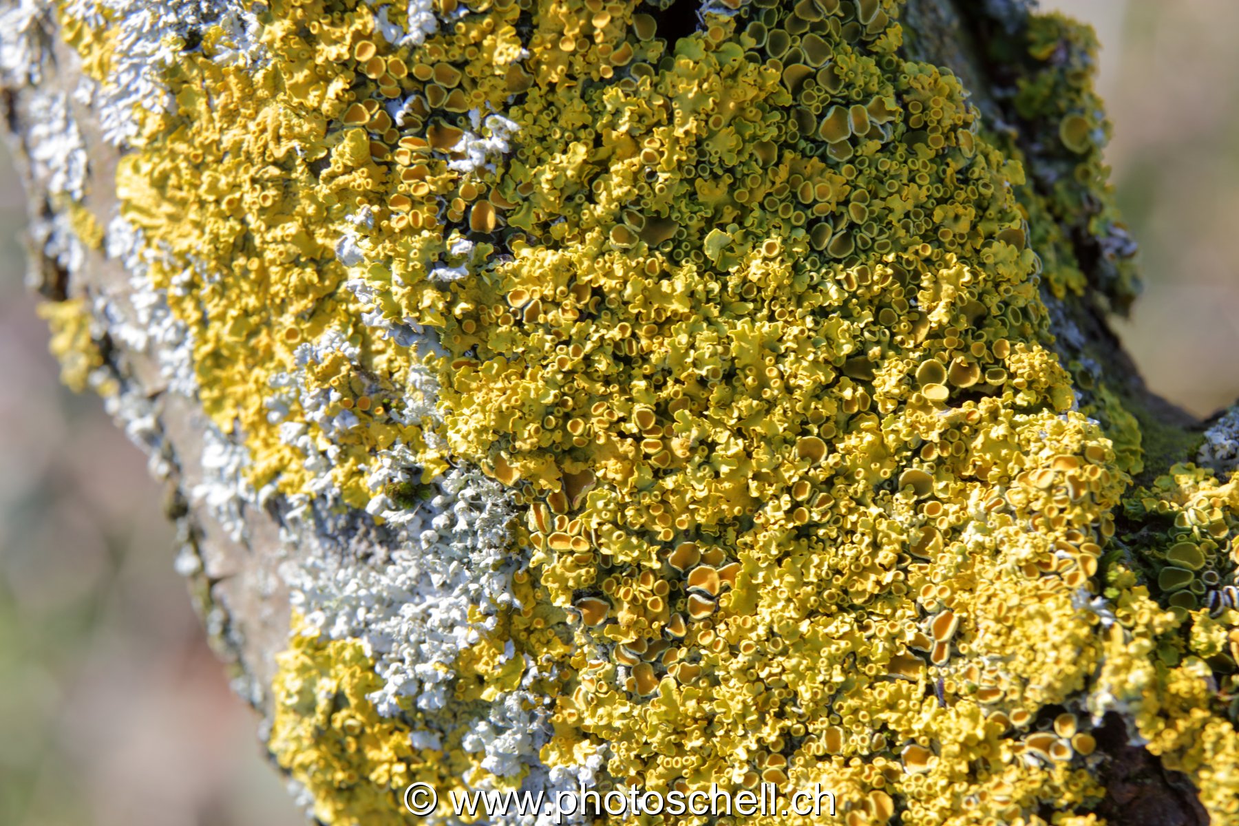 Ecorce et son lichen